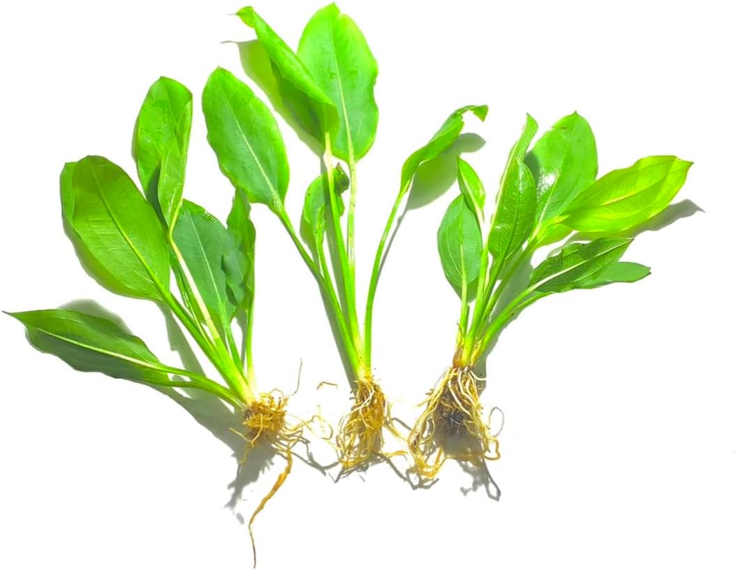 Marcus Fish Tanks - 3X Amazon Sword Echinodorus Bleheri Easy Live Aquarium Plants for Aquatic Freshwater Fish Tank