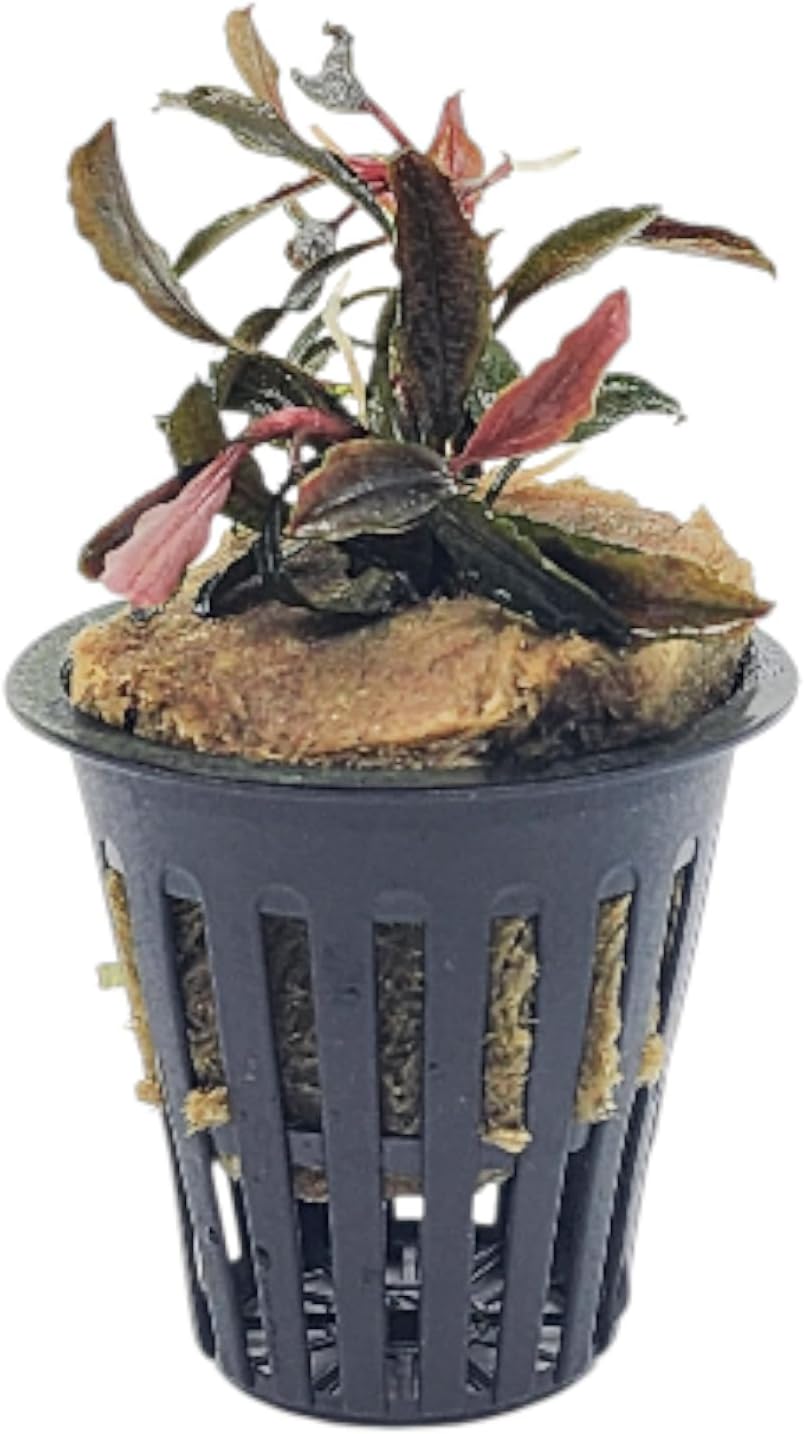 Bucephalandra Brownie Galaxy Live Aquarium Plant in Net Pot