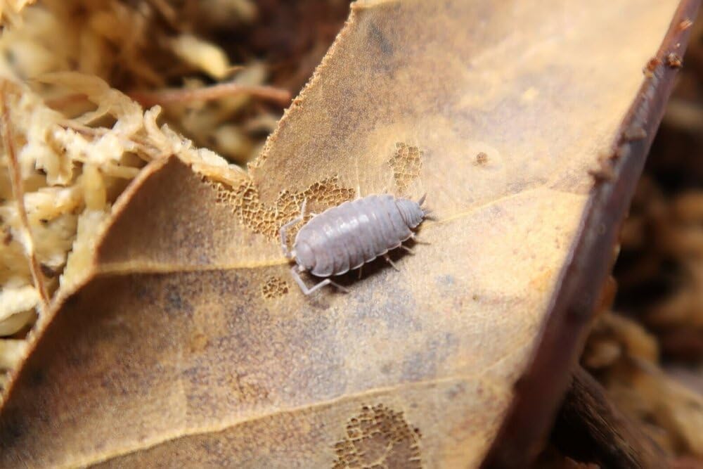 Powder Blue Isopods 12 Count