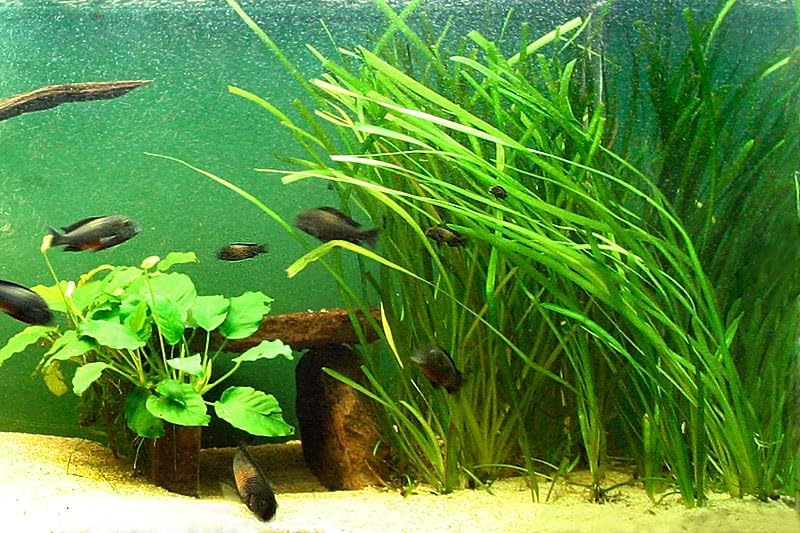 Marcus Fish Tanks 6 Jungle Val - Jungle Vallisneria Live Aquarium Freshwater Plants