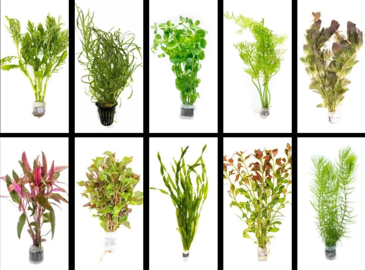 Live Freshwater Aquarium Plants - 5 Assorted Bundle Rooted for Fish Tanks - (Grower's Choice) Beginner Friendly