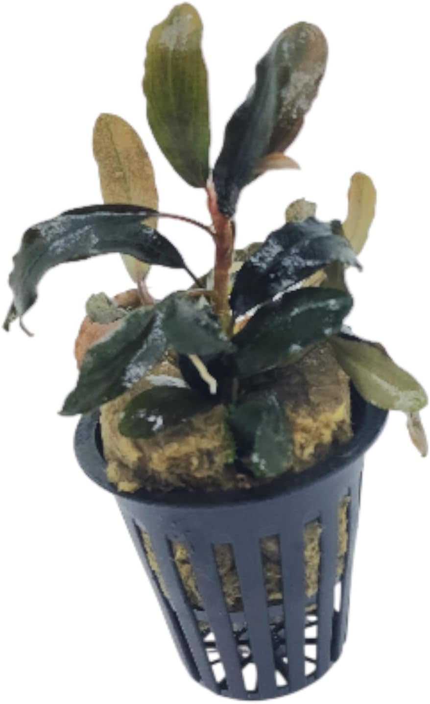 Bucephalandra Black Galaxy Live Aquarium Plant in Net Pot