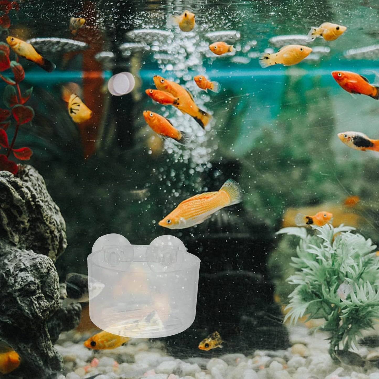 GALPADA 4Pcs Acrylic Fish Tank Feeding Bowls with Suction Cups Round and Oval Feeding Cups for Aquarium Fish and Shrimp for Aquatic Pets