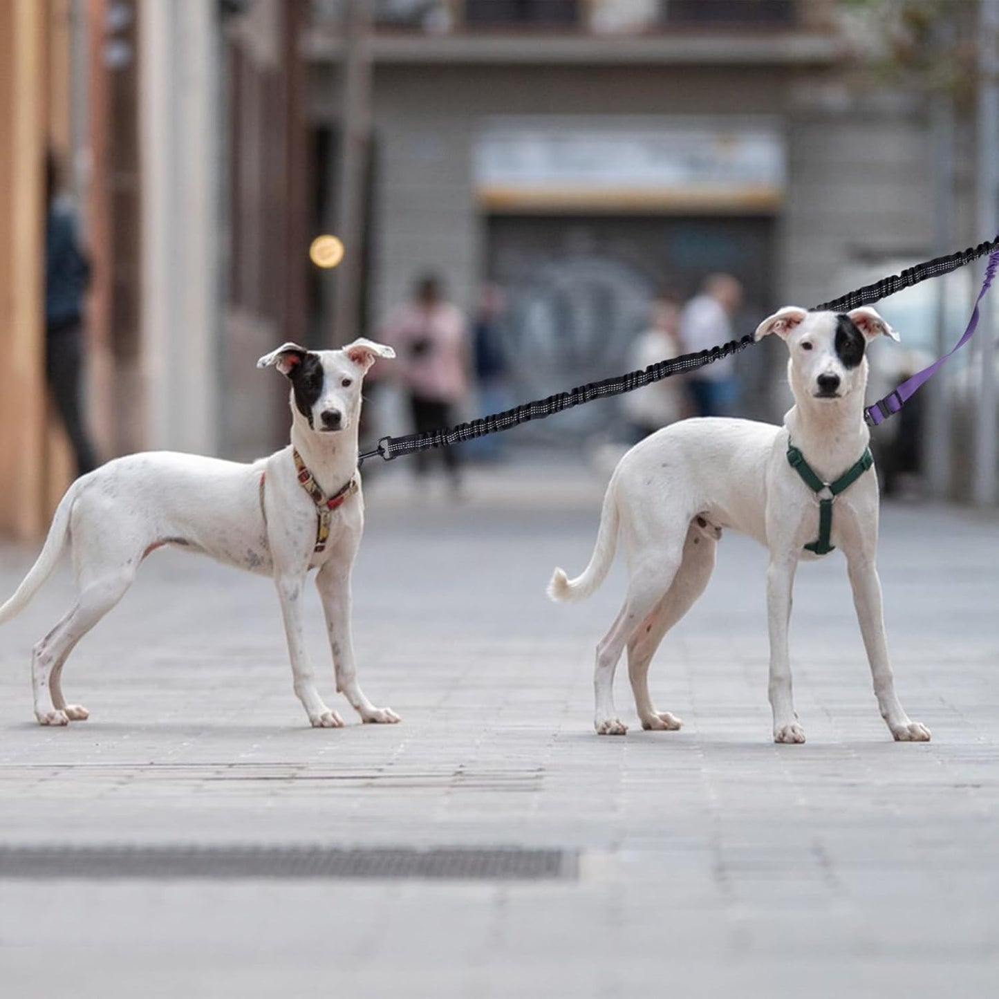 Double Dog Leash Coupler-360°Swivel,2 PCS No Tangle Walking Leash with Shock Absorbing Bungee for Outdoor Walk Train Small Medium Pet(Pink,Purple)