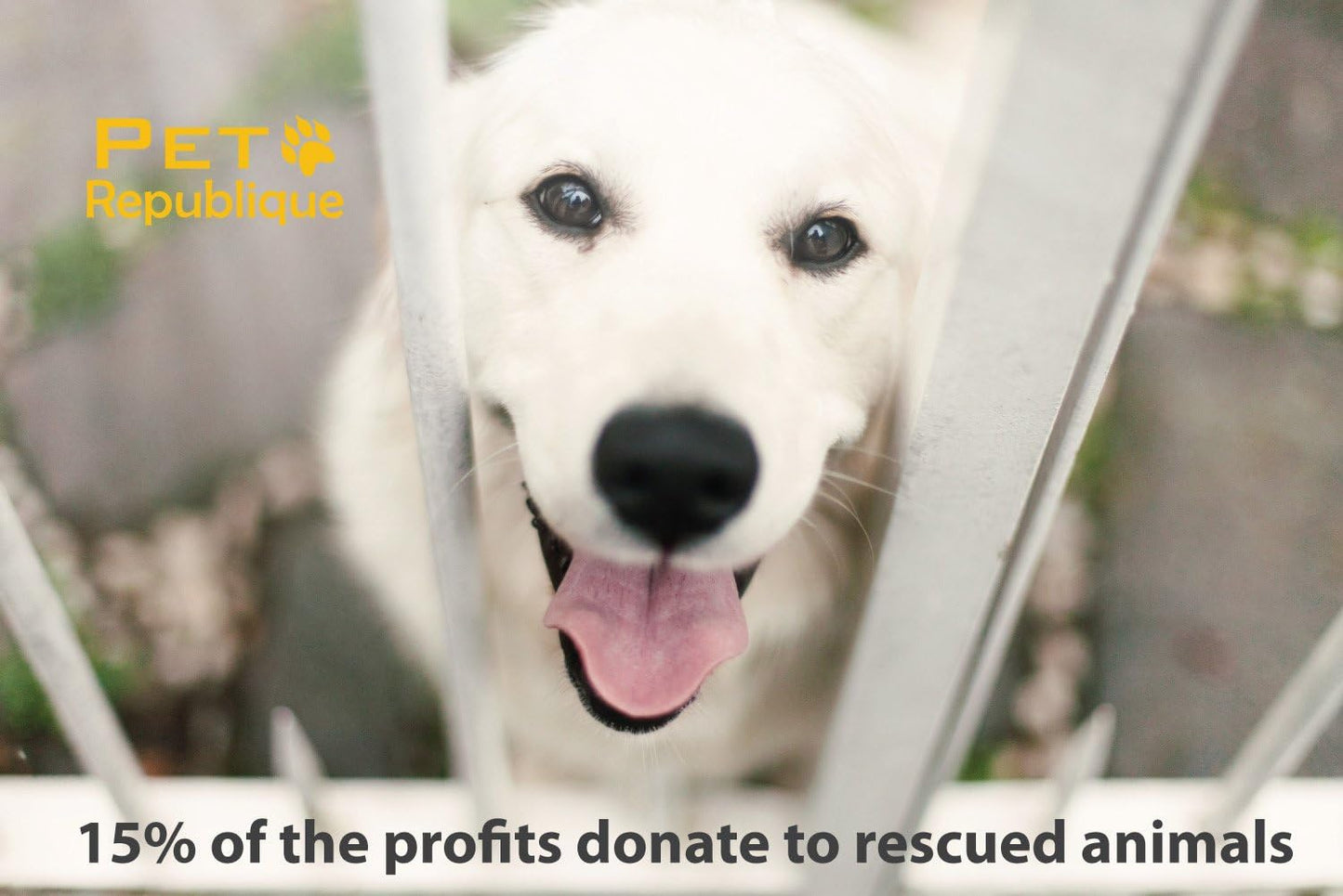 Cat Nail Clippers by Pet Republique – Professional Stainless-Steel Nail Clipper for Cats, Kittens, Hamster, Rabbits, Birds, & Small Breed Animals Claw Trimmer (Black+Yellow)