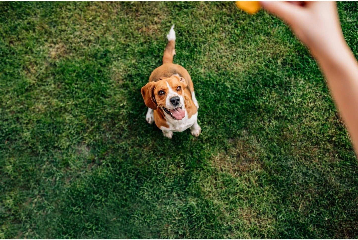 Chip's Naturals Doggie Chicken Chips Medium 8oz oz All Natural High Protein Low Calorie Healthy Dog Treats, Grain Free Gluten Free USDA Inspected & Approved Chicken Treat for Dogs, Pet Supplies