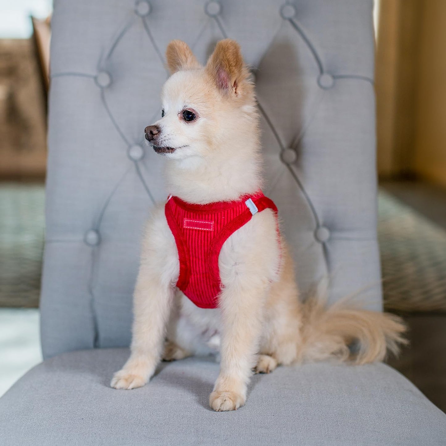 Best Pet Supplies - All Weather Mesh/Plush, Reflective, No Pull Harness for Small, Medium Dogs, Cats - Secure with Hook & Loop Fastener, Buckle, Double D-Rings - Red Corduroy, S