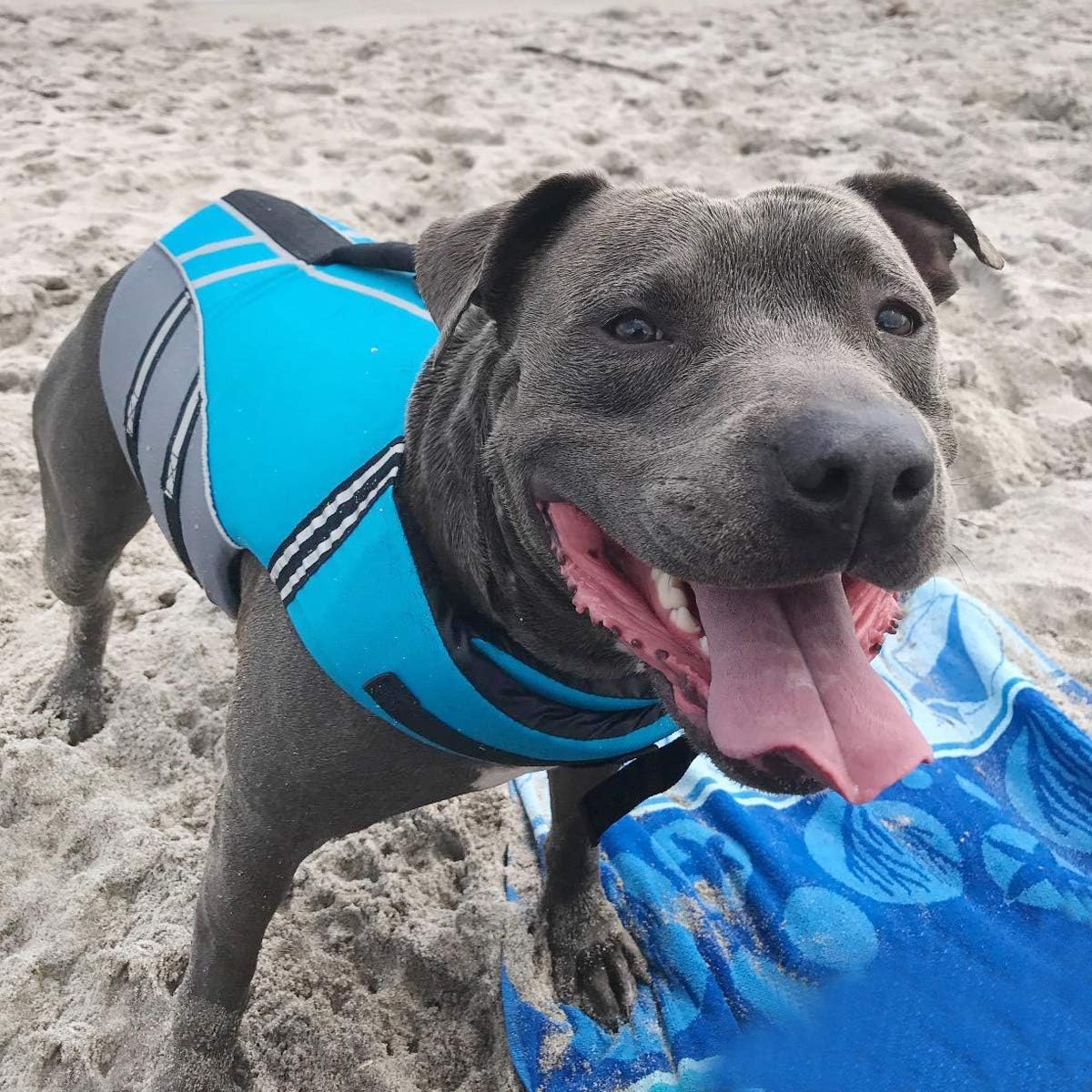 VIVAGLORY Sports Style Dog Life Vest, Dog Life Jacket for Swimming & Boating, Ripstop & Buoyancy for Puppy Doggy, Lifejacket with Handle, XL, Blue