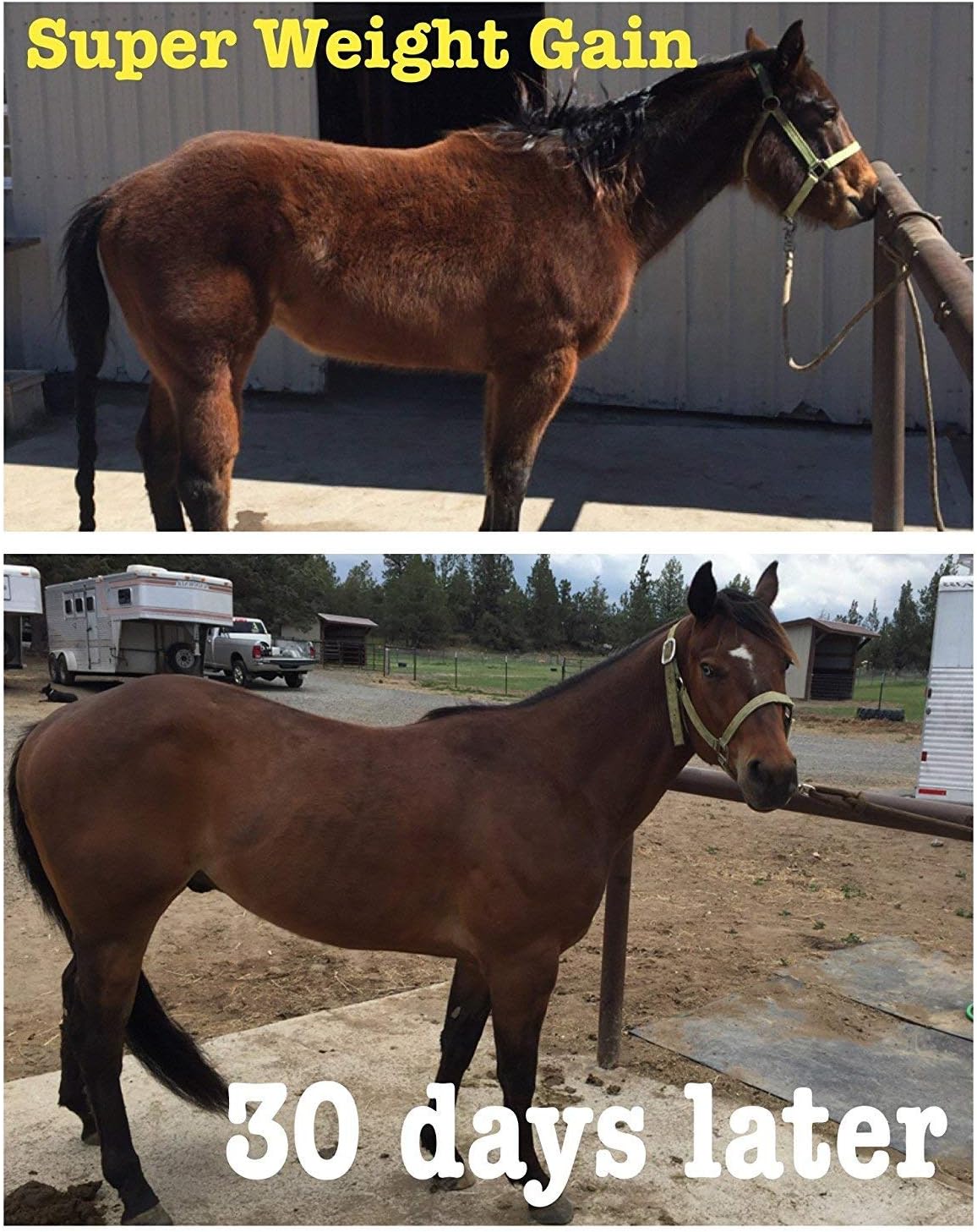 Super Weight Gain 10 lb, Equine Vitamin Mineral, Probiotic & Weight Gain Supplement