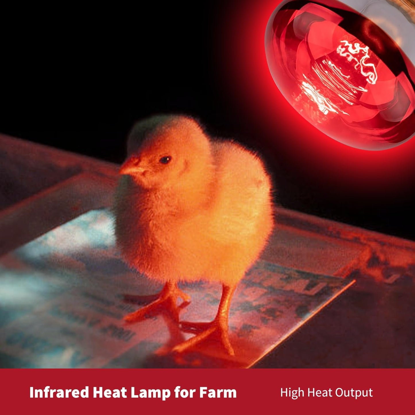 250W R40 Infrared Heat Lamp Bulb for Chicken Brooder, Pets, Reptiles, Bathroom & Sauna, E26 120V, 2000Hrs Red Light Therapy, 1-Pack