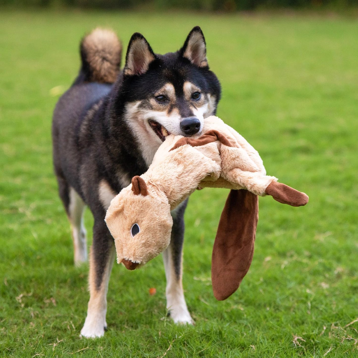 Best Pet Supplies 2-in-1 Stuffless Squeaky Dog Toys with Soft, Durable Fabric for Small, Medium, and Large Pets, No Stuffing for Indoor Play, Holds a Plastic Bottle - Monkey, Squirrel, Large