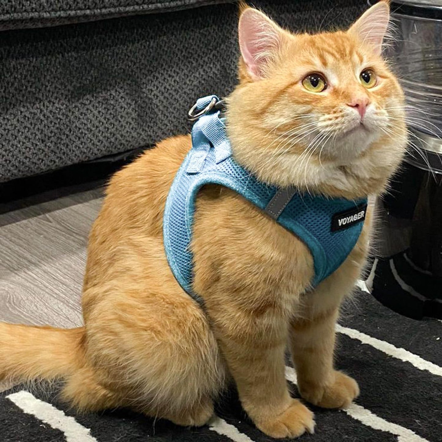 Best Pet Supplies Voyager Step-in Air Harness - All Weather Mesh, Reflective, No Pull Harness for Dogs, Cats - Secure with Hook & Loop Fastener, Buckle, Double D-Rings - Baby Blue, XS