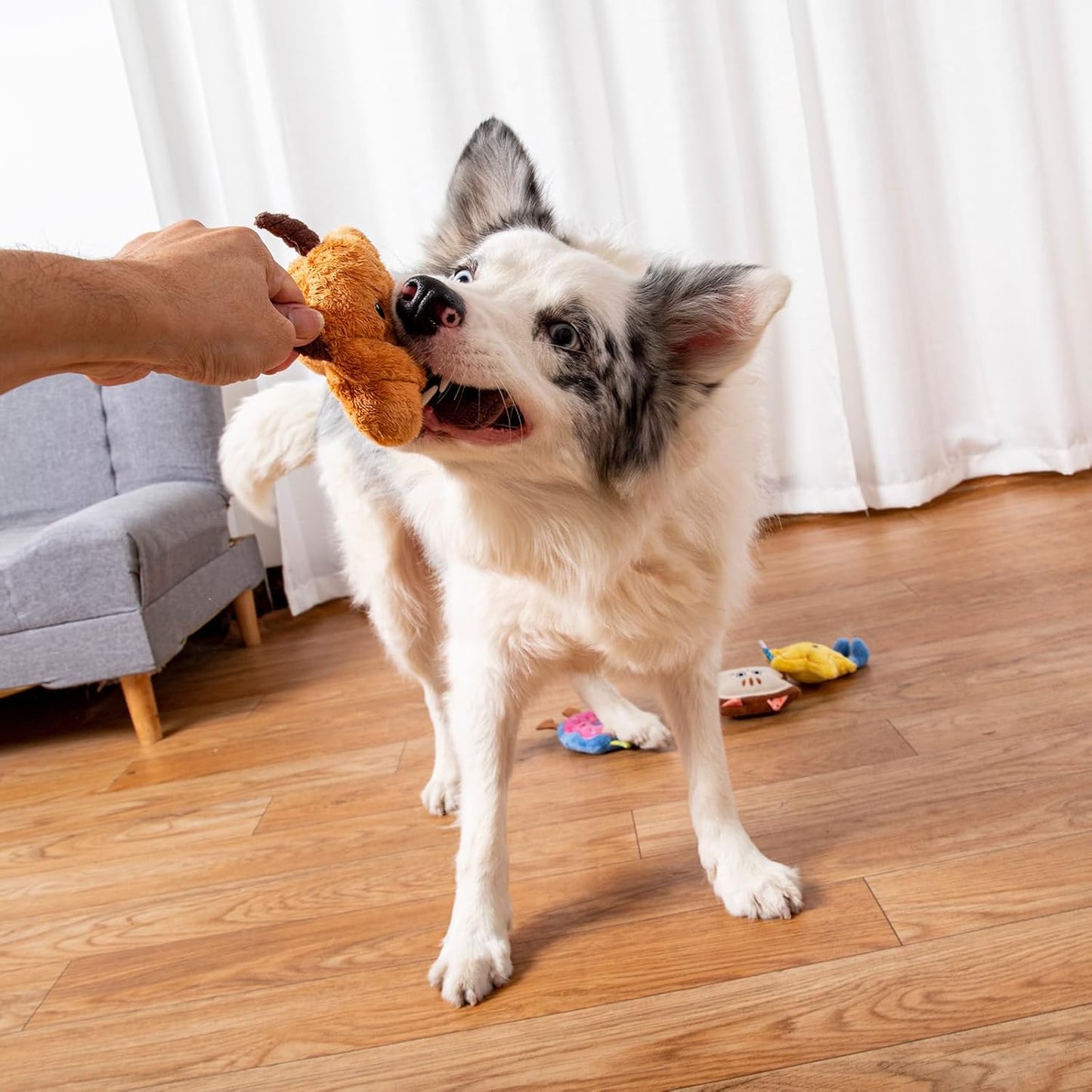 DODODOLA Small Dog Toys Squeaky Durable Push Puppy Toys for Chewing with Crinkle Paper for Small Medium Dogs