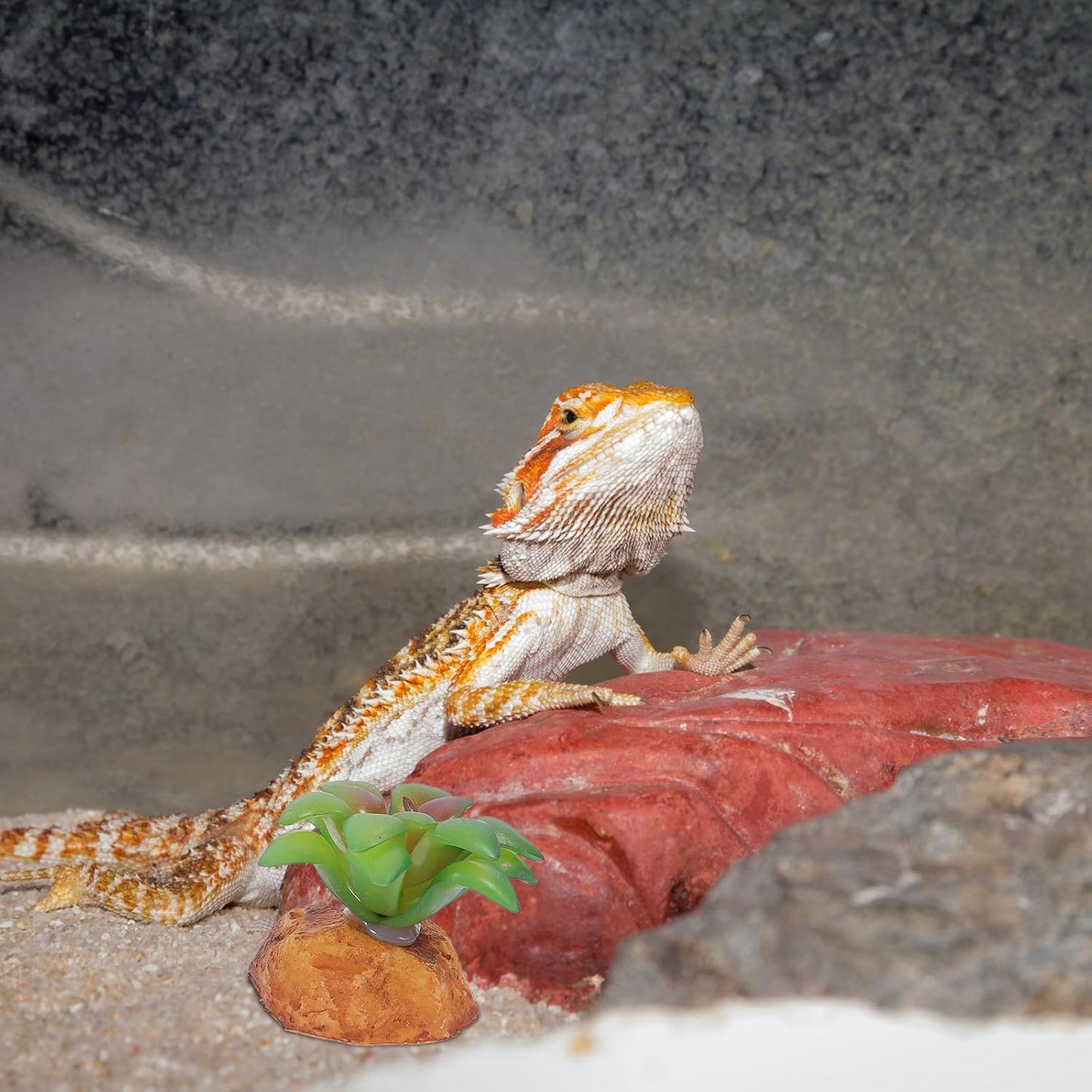 2Pcs Reptile Tank Artificial Succulent Plants Decor Set Lifelike Simulation Plants Adornment for Reptile Habitat Box Sturdy Plastic Terrarium Landscaping Accessories for