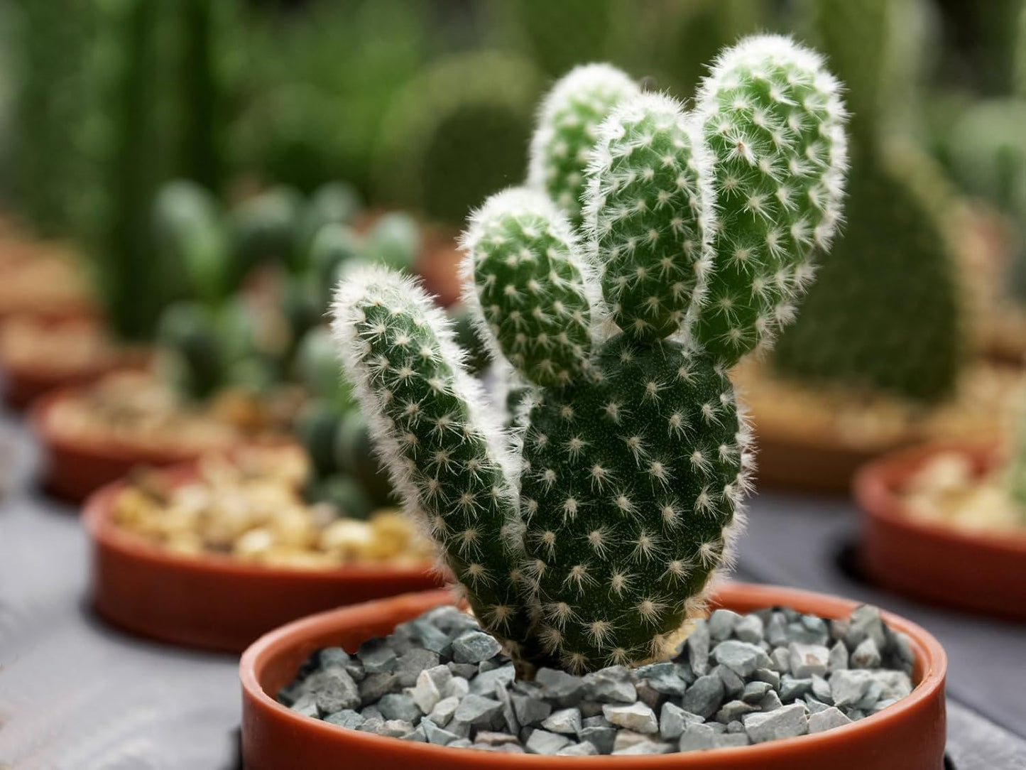 5lb Succulents and Cactus Green Zeolite, Décor & Additive Rocks, Natural Decorative Gravel for Bonsai, Fairy Gardening, DIY Projects, Vases Fillers, Terrarium