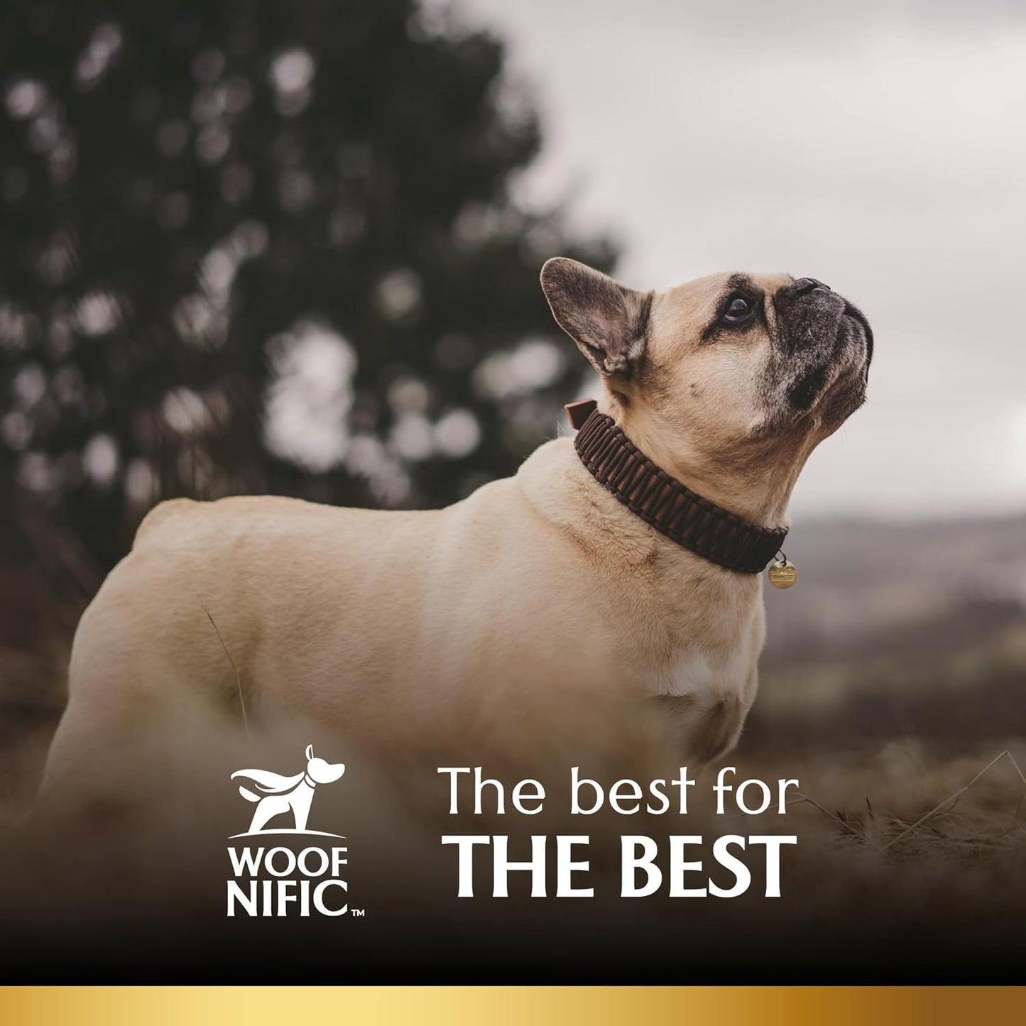 Collagen Sticks for Dogs, – Premium All-Natural, Odor-Free, High-Protein Chews, Supports Skin, Coat & Joint Health – Perfect for Medium & Large Dogs (6 Inch – 4 Pack)