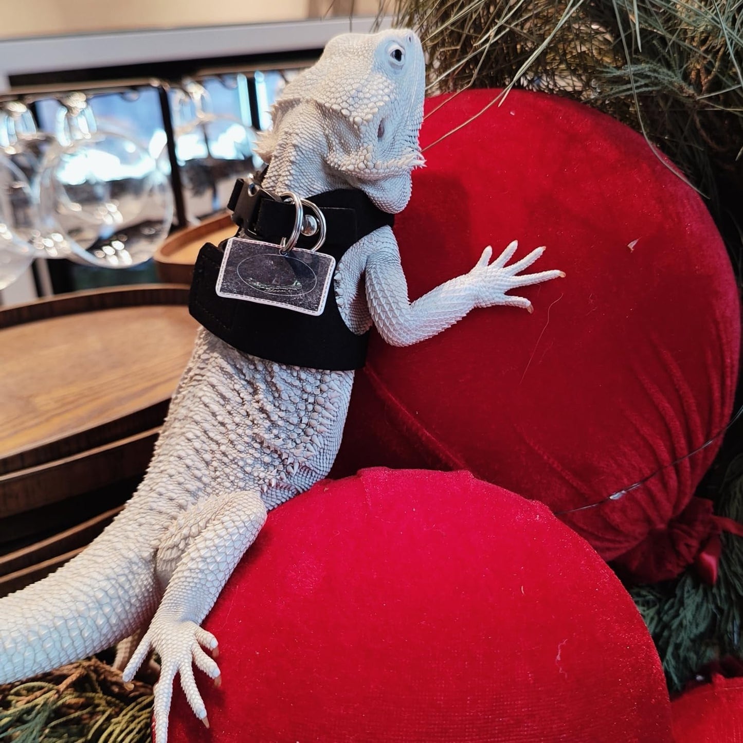 3 Pack Bearded Dragon Harness and Leash Set - Adjustable Soft Leather Lizard Harness with Retractable Leash Small Animal Traction Rope Walking Vest Accessories for Reptile Squirrel Rat (Black)