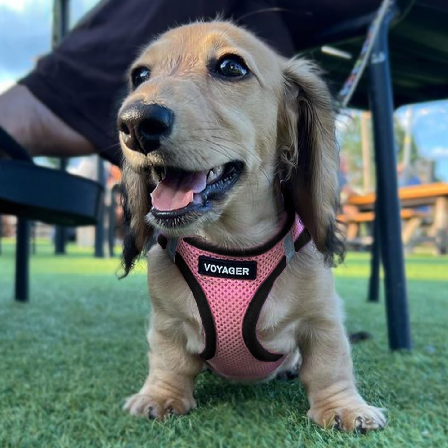 Best Pet Supplies Voyager Step-in Air All Weather Mesh Harness and Reflective Dog 5 ft Leash Combo with Neoprene Handle, for Small, Medium and Large Breed Puppies - Pink Base, XXS
