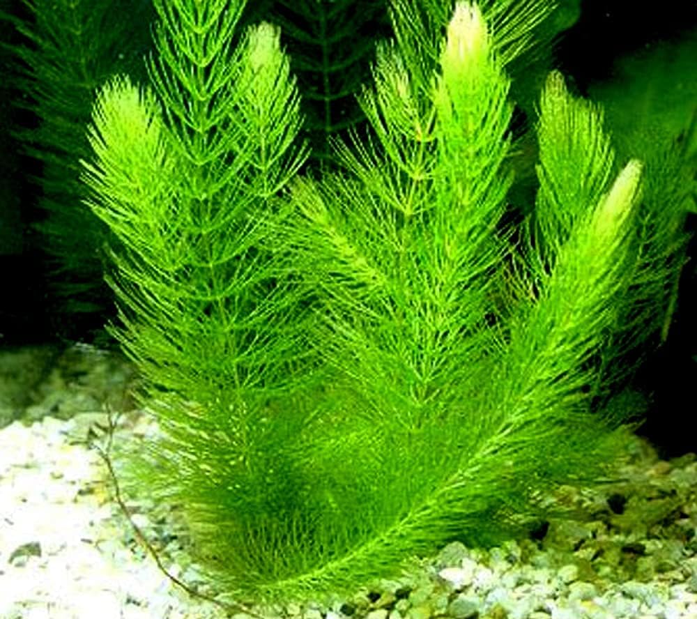 Hornwort - Young, Healthy, Super Easy Live Aquarium Plant, 1 Bundle 5-6 in. Great for Betta, Guppy, Cherry Shrimp, Barbs, Platys etc etc! Produced by Aquatic Discounts. B U Y 2 GE T 1 Deal!