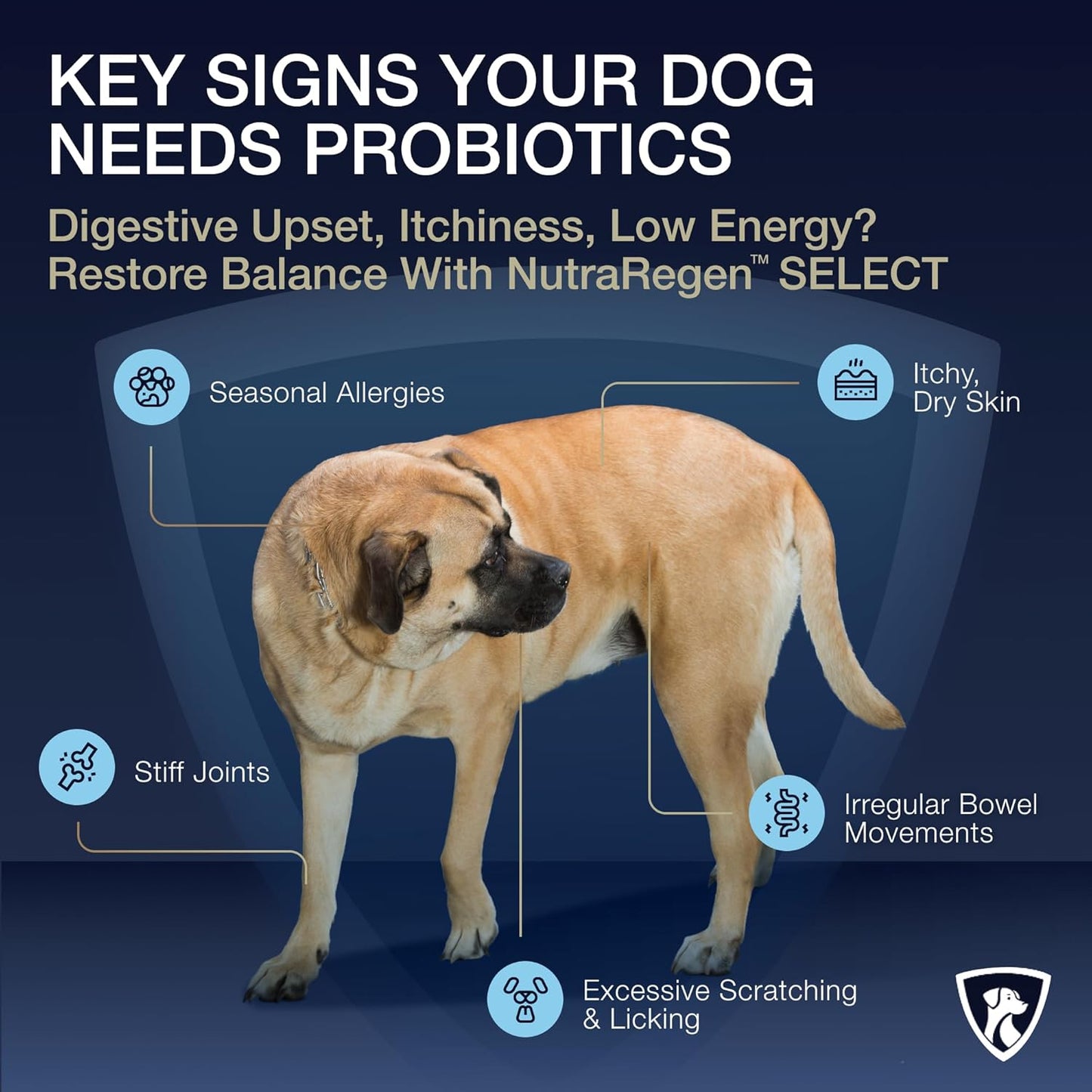 Select Digestive Senior Dog Probiotic Powder 30 Servings | Beef Flavored Dog Probiotics for Digestive Health, Supports Gut Health, Scratching, Itchy & Dry Skin, Allergies 2.1 Oz | 7 Bn CFU