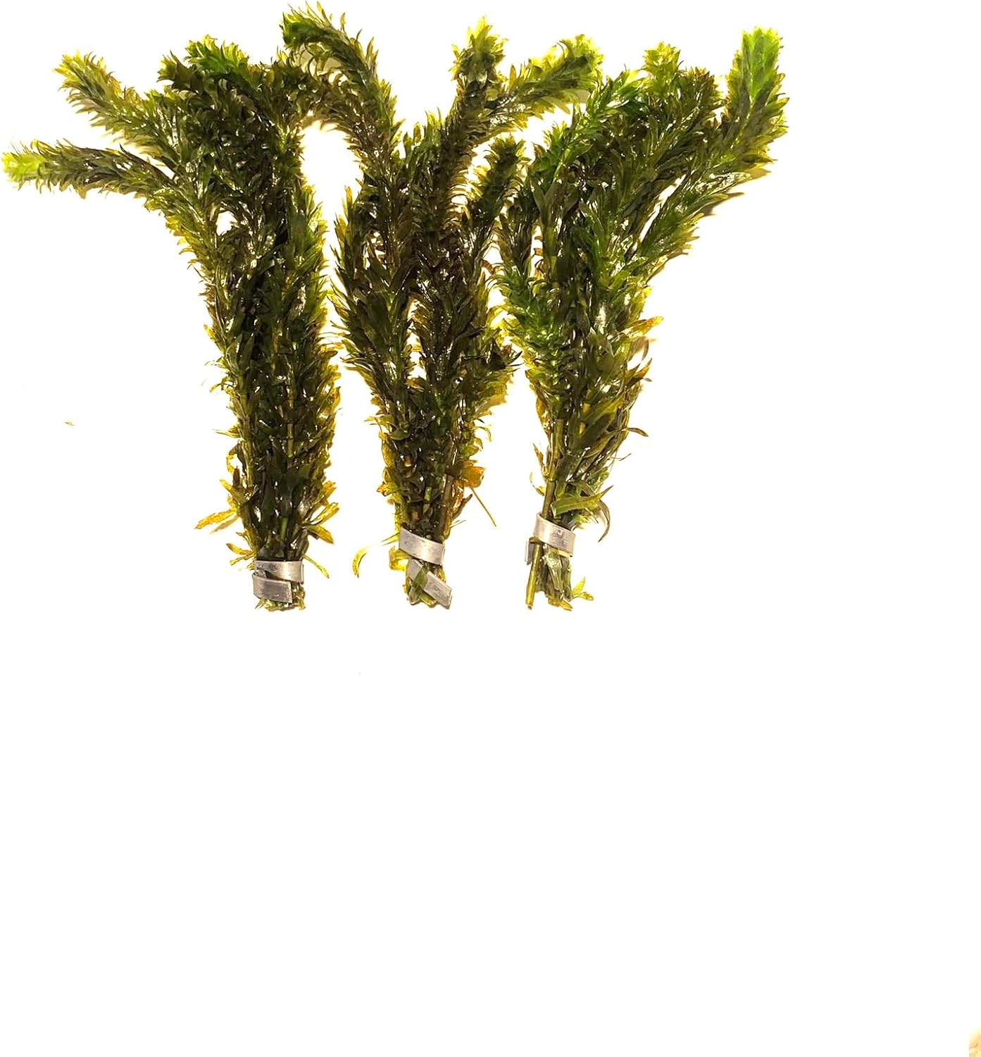 Marcus Fish Tanks 3X Anacharis Elodea Densa Live Aqurium Plants