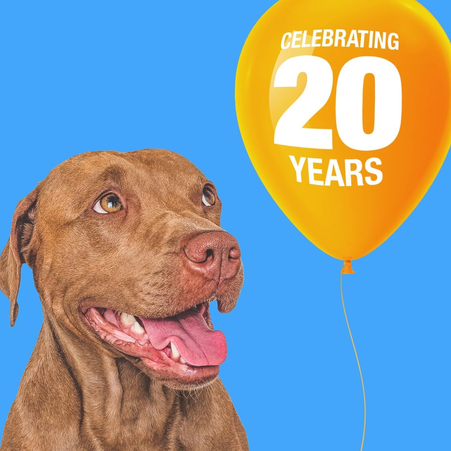 ValueBull USA Rawhide Chips, 100 Count Bulk Pack - Natural & Safe, USA Beef Hide, Long Lasting, Chemical Free, No Artificial Flavors