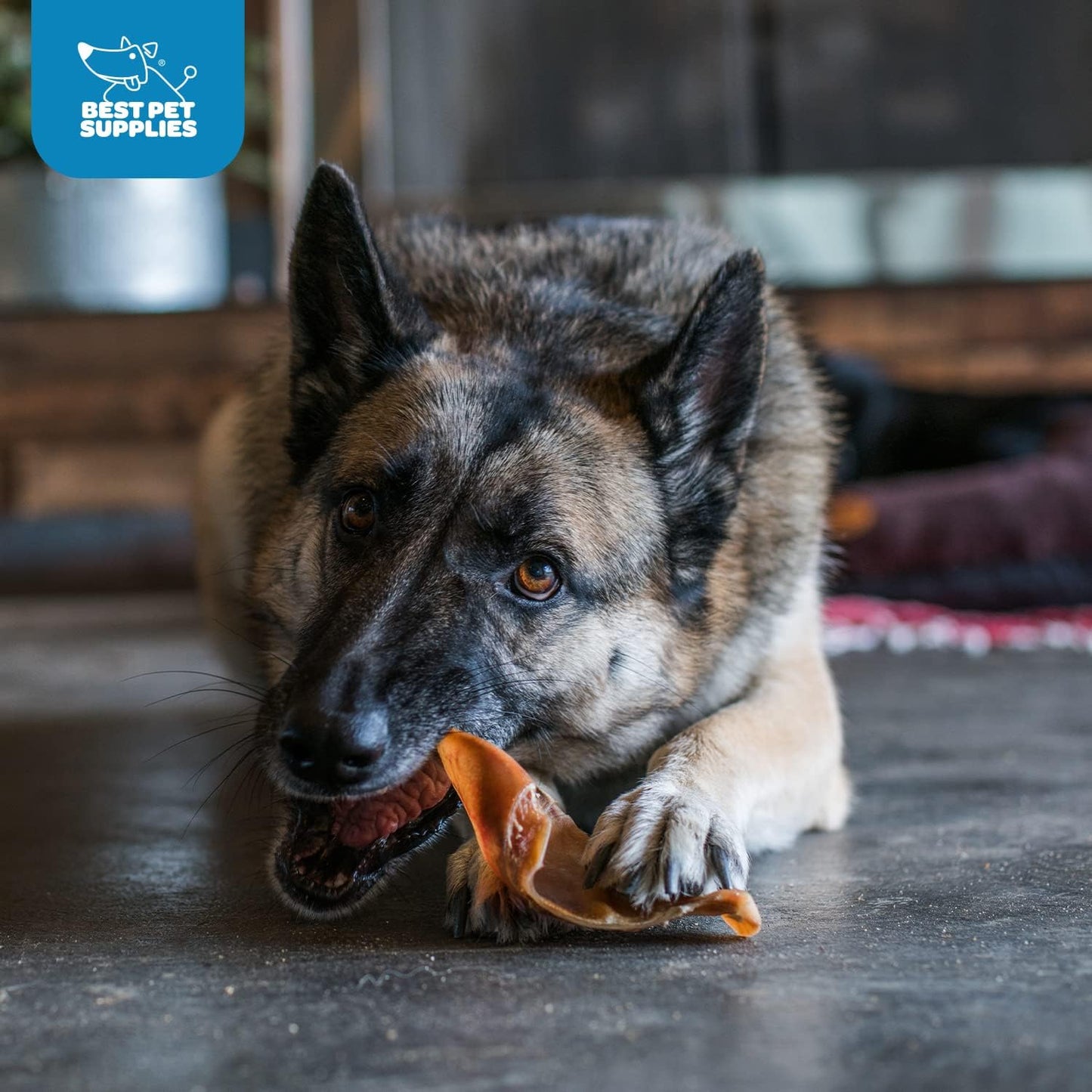 Best Pet Supplies GigaBite Roasted Pig Ears for Dogs - Natural Dog Chews, Roasted Pigs Ears, Safe for Puppies and Aggressive Chewers, Cleans Teeth and Gums - Whole Ears, Pack of 22