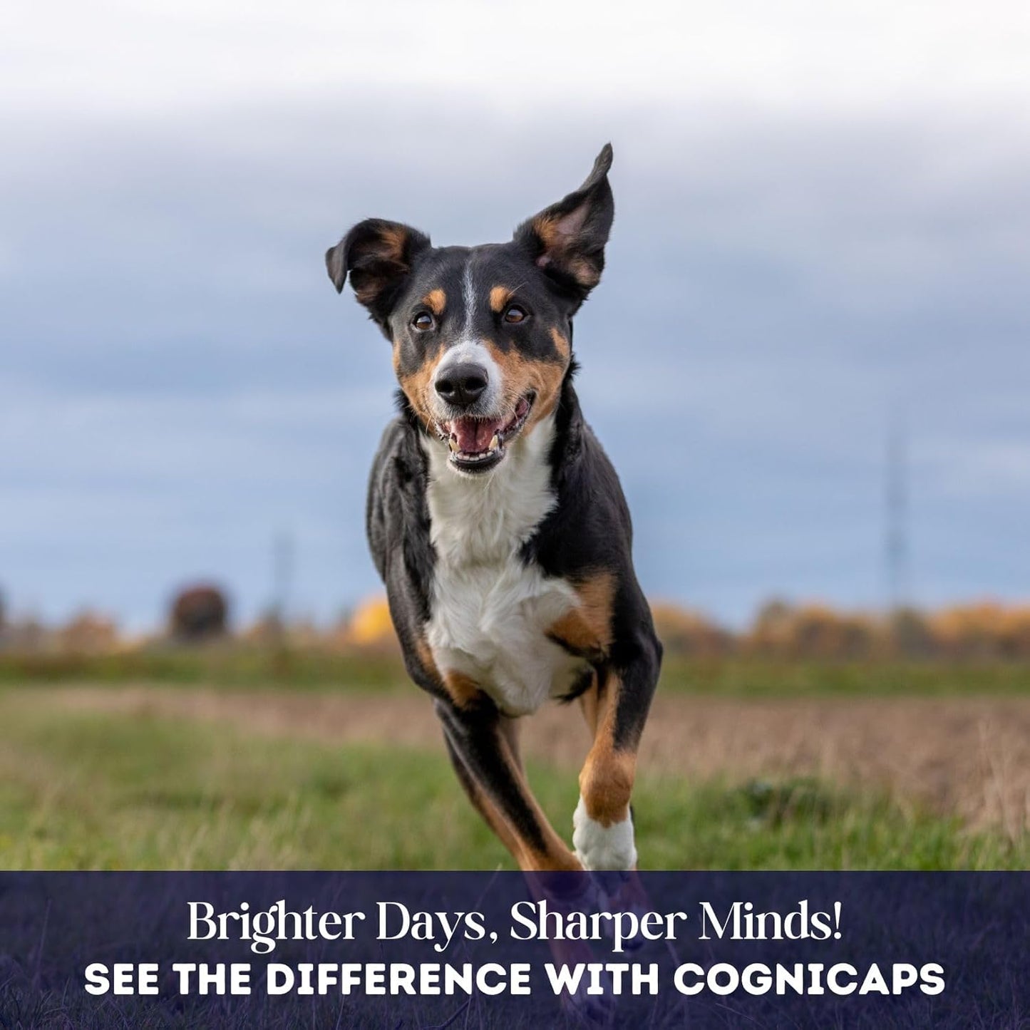 Dr. Fossum's CogniCaps Dog Cognitive Supplement – Multivitamin for Dogs Brain Health with SAM-e, Coenzyme Q10, Polygala, Curcumin – Senior Dog Supplements for Cognitive Support (12 lbs & Under)