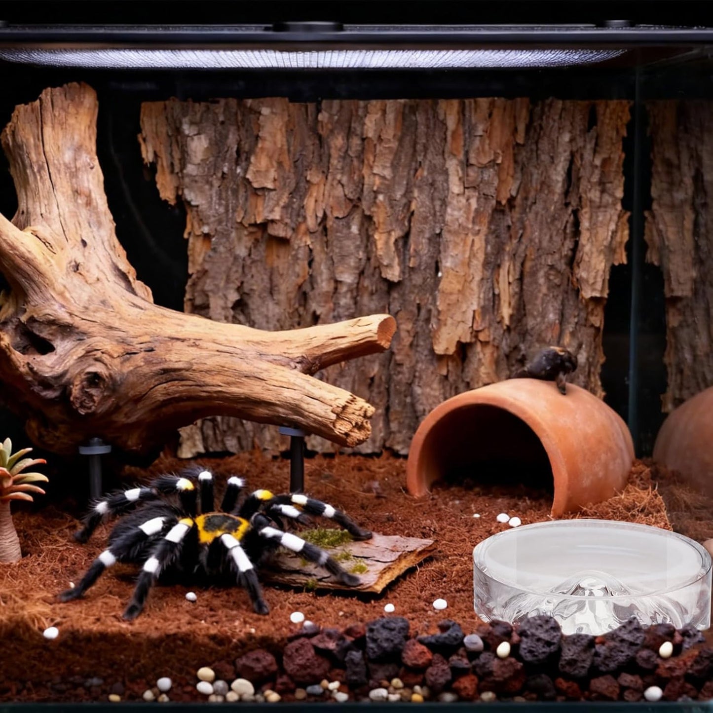 Jumping Spider Enclosure Accessories, 2 Pack Glass Feeding Dish for Food and Water, Little Food Bowl for Jumping Spider, Tarantula, Beetle and Other Small Pets