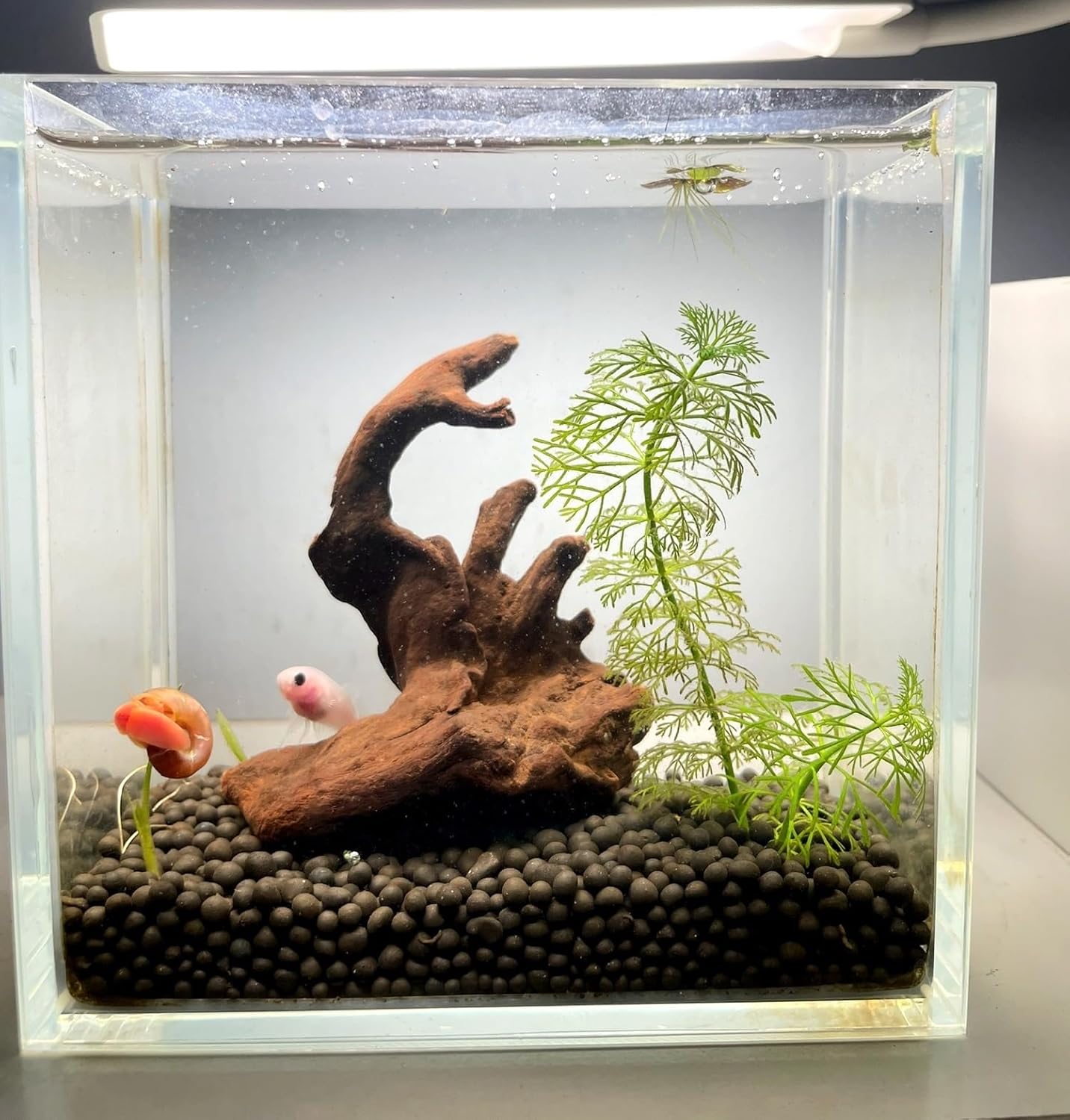 Small Natural Driftwood for Aquarium Styling Carefully Selected Natural Aquarium Decor Driftwood for Reptile Tank Reptile Tank Wood Decor (Driftwood 4-6inch 4pcs)