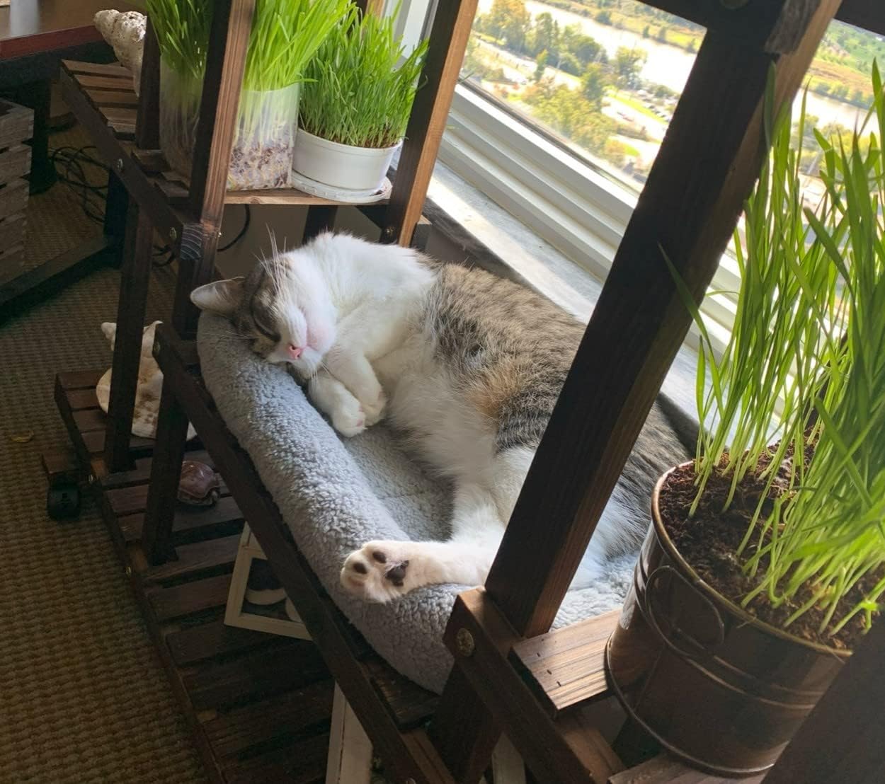 Enjoying Cat Mat Bed 10" x 15" Pet Bed with Pillow Around for Puppy Kitten Curled Sleeping Beds for Carrier/Crate Small Dog Cushion, Anti Skid Bottom, Small