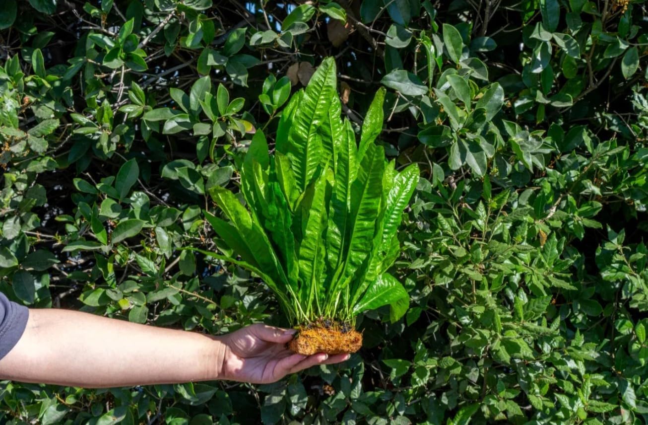 Live Java Fern Microsorum Pteropus on Mat Plant - Great for Modern Aquariums - Provides Shelter to Baby Fish - Fast Growth, Long Lasting & Easy to Care Aquatic Plants - Full Mat, Green
