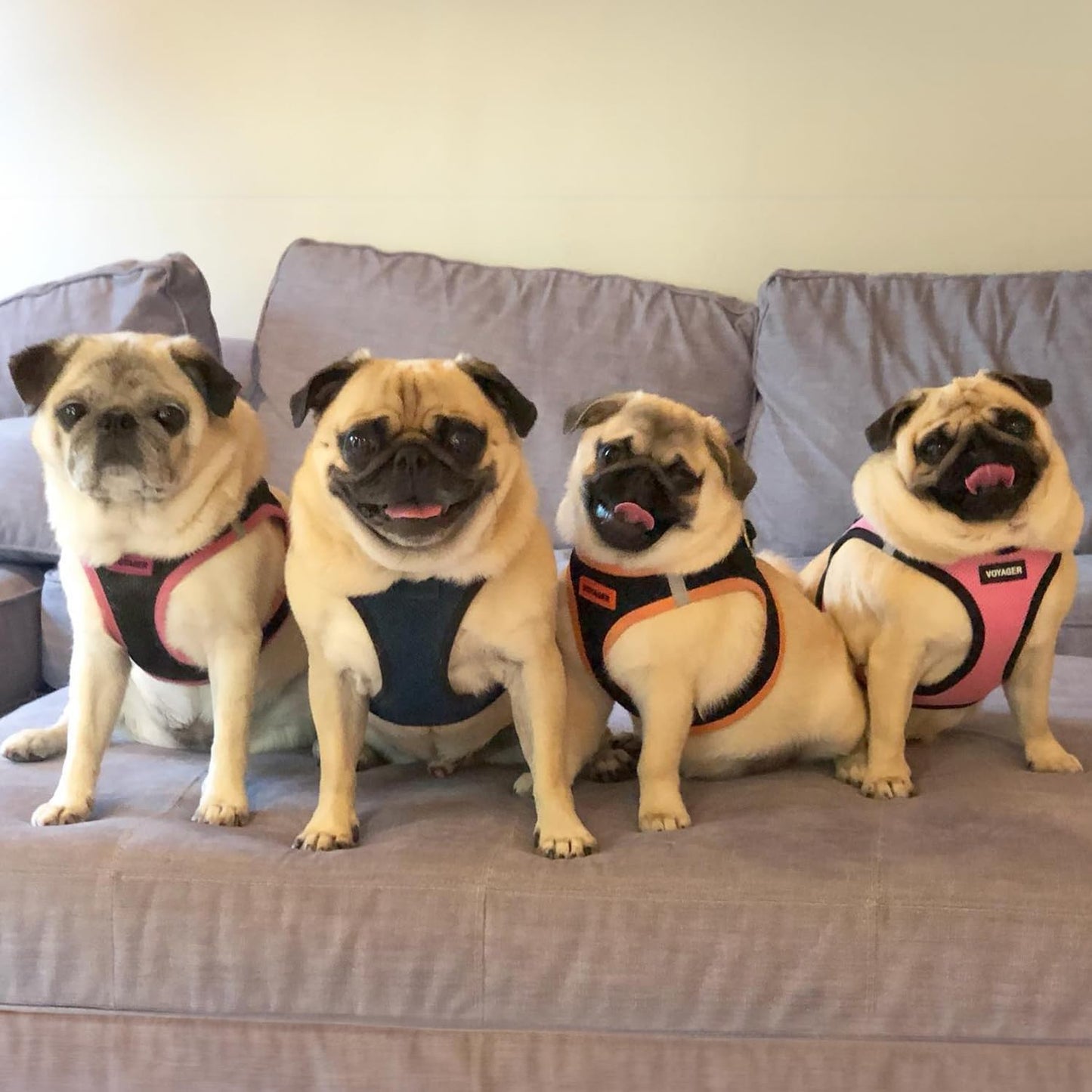 Best Pet Supplies Voyager Step-in Air Harness - All Weather Mesh, Reflective, No Pull Harness for Dogs, Cats - Secure with Hook & Loop Fastener, Buckle, Double D-Rings - Blue/Black Trim, M (Pack of 2)