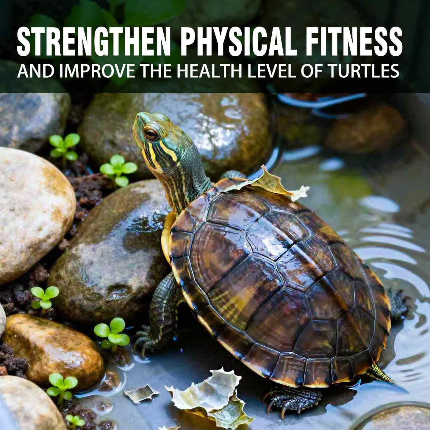 Freeze-Dried River Shrimp – Premium Turtle Food, Reptile & Bird Treat – High-Protein Shrimp for Turtles, Aquatic Pets, Tropical Fish, 1.5 oz