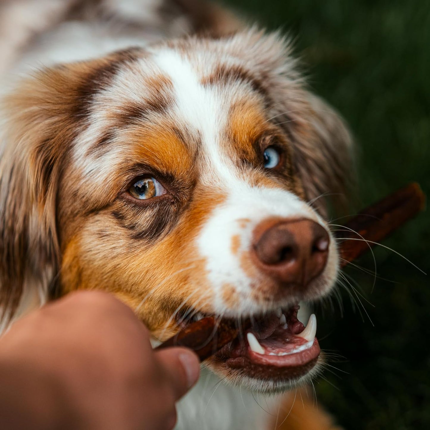 Best Bully Sticks 12 Inch Natural Collagen Sticks for Dogs - 5 Count (Pack of 1) - Long-Lasting, Rawhide Free, Beef Treat