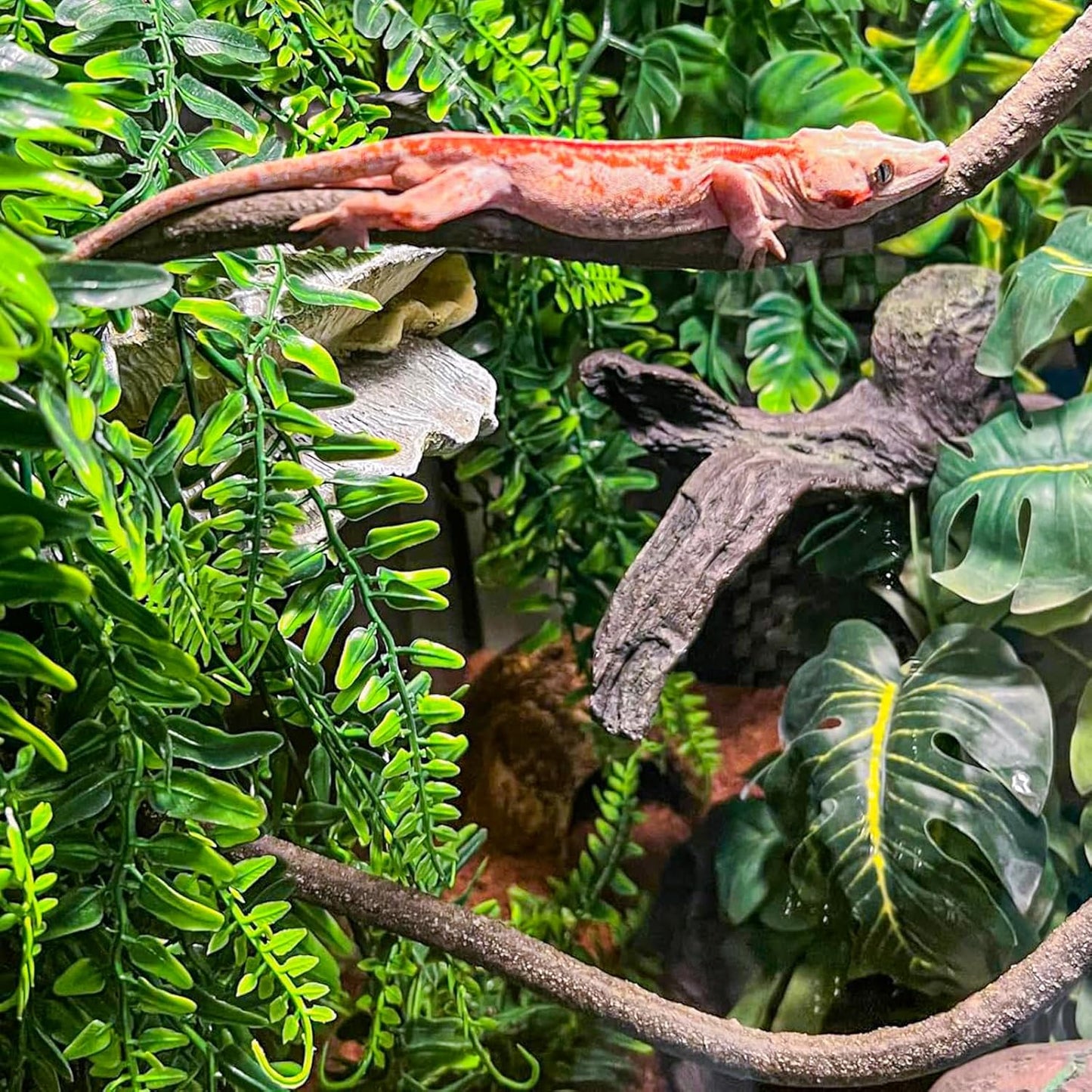 HERCOCCI Crested Gecko Tank Accessories, Reptile Hanging Plants Vines with Coconut Shell Ladder Hideout Hermit Crab Decor for Lizard, Chameleon Cage, Snakes, Hermit Crab, Leopard Gecko