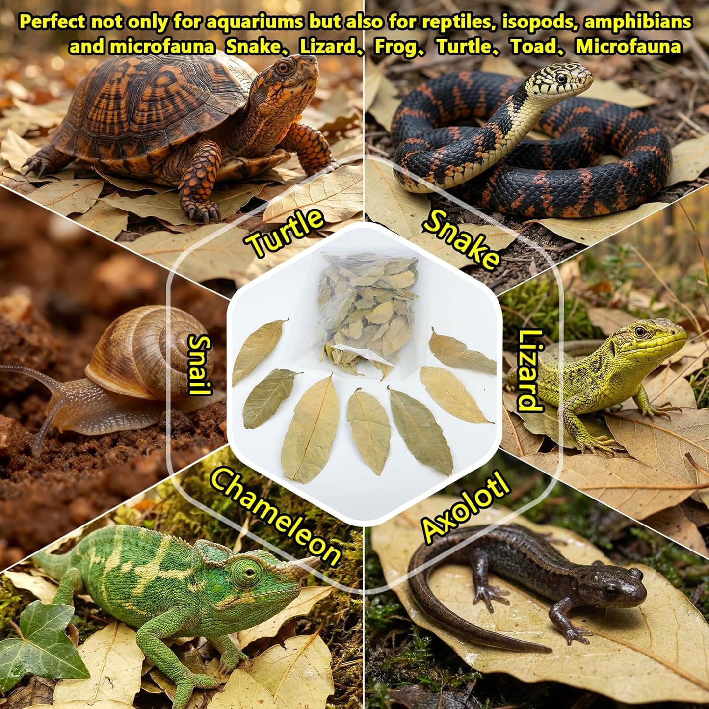 55+ Dried Longan Leaves (4-6 Inch) - Natural Terrarium Leaf Litter for Bioactive Setup, Isopods, Snakes, Frogs, Spiders, Betta Fish- Moisture Retention & Hiding Cover