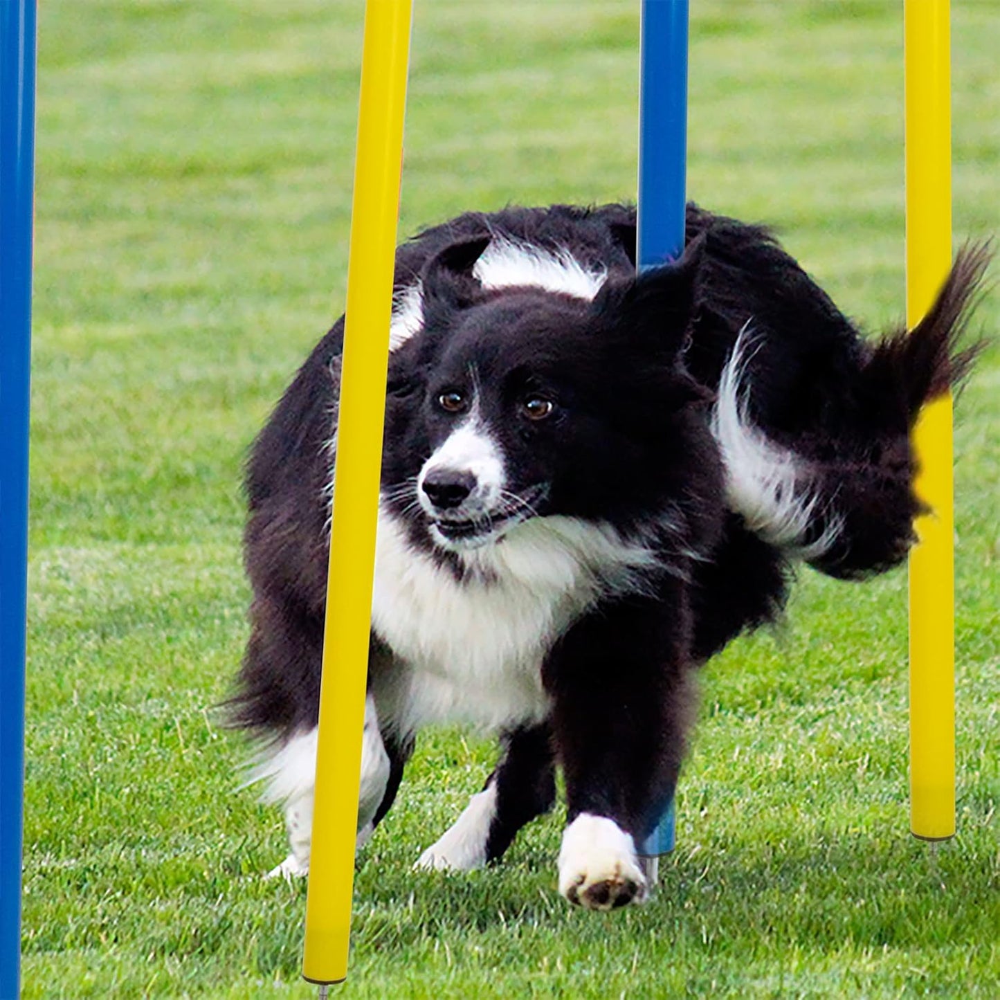 Pet Prime Dog Agility Training Equipment for Dog Obstacle Course Backyard 12pcs Weave Poles Slalom Set Portable Dogs Park Exercise Tool
