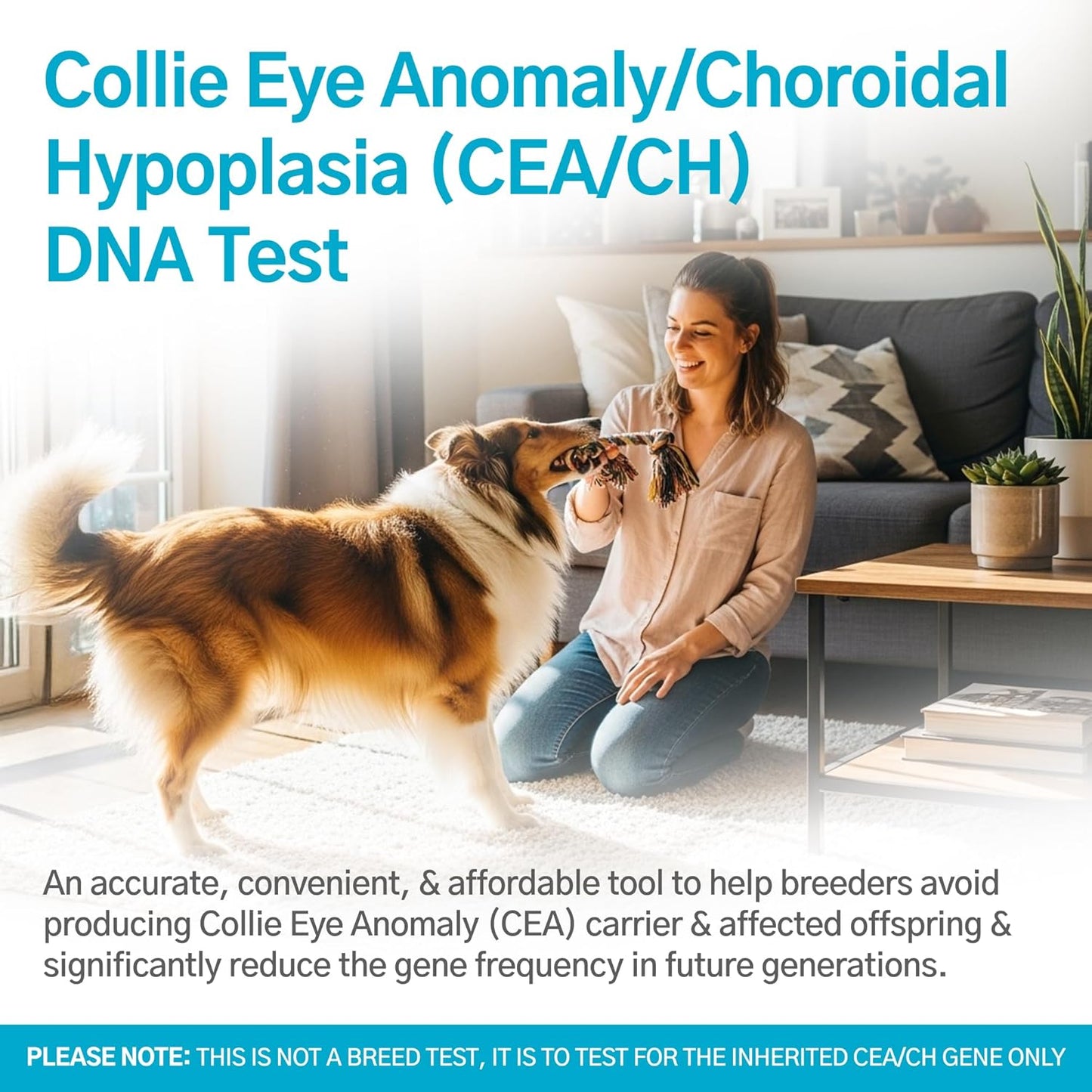 Dog Collie Eye Anomaly Choroidal Hypoplasia (CEA/CH) DNA Test | Home Sample Collection Kit for 1 Dog | Results in 7 Working Days | A Complete Kit with No Extra Fees