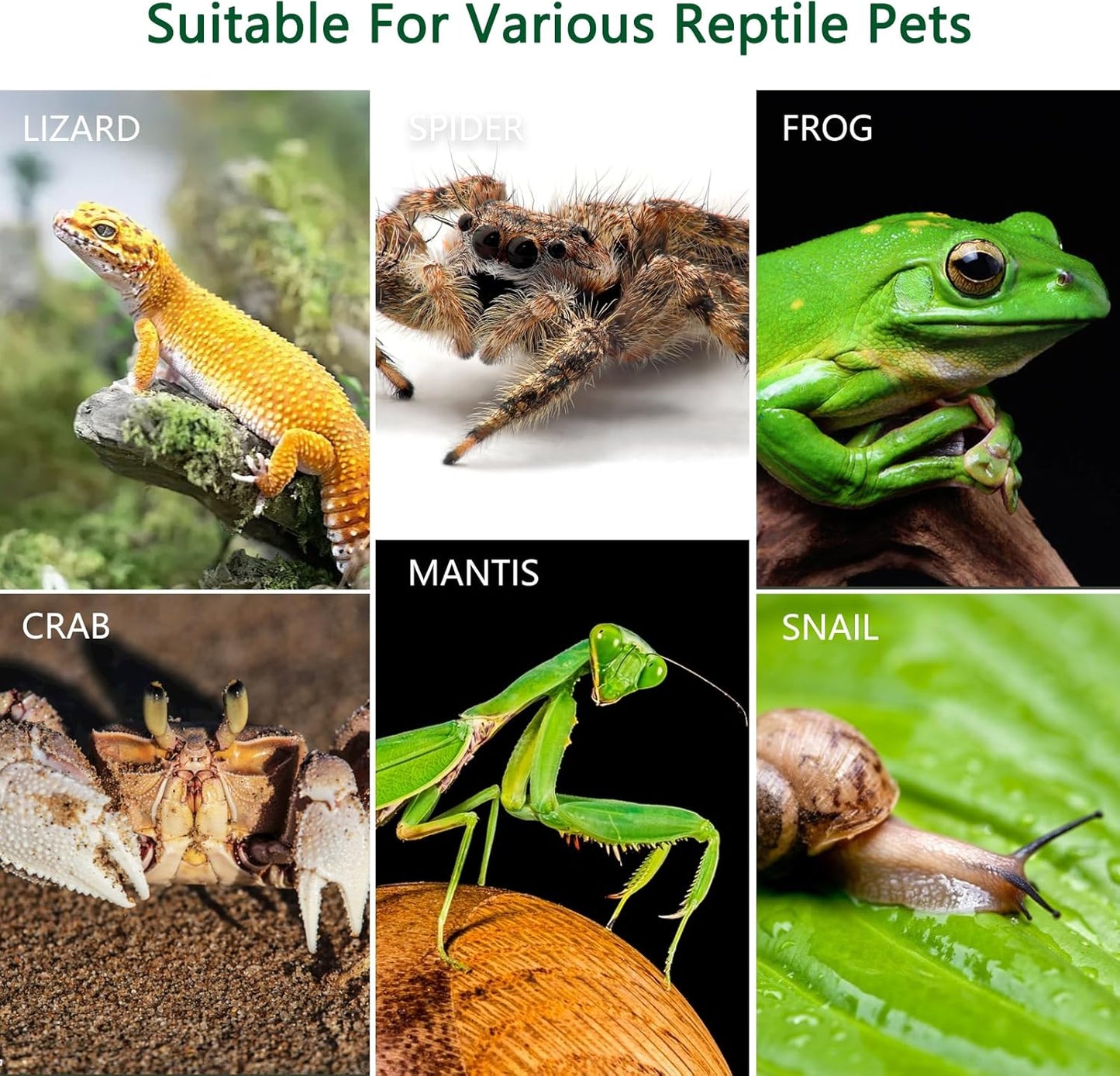 Acrylic Jumping Spider Enclosure Starter Kit-Small Reptile,Insect Terrarium & Spider Tank,Magnetic Door, All-Side Vent, Pre-Assembled for Spiderling,Mantis,Tarantula, Snail, (7.8 * 4.7 * 4.7)