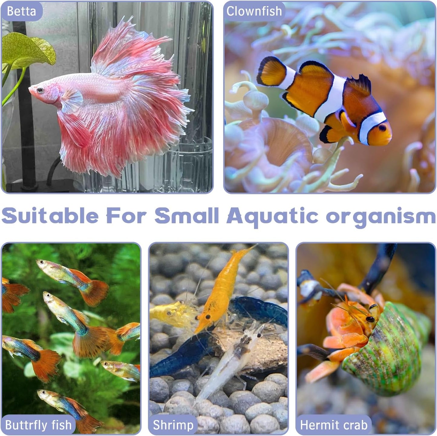 Hamiledyi Natural Driftwood for Aquarium Decor 12 PCS Fish Tank Wood with Small Holey Aquarium Wood Aquascaping for Shrimp Betta Hermit Crab and Butterfly Fish