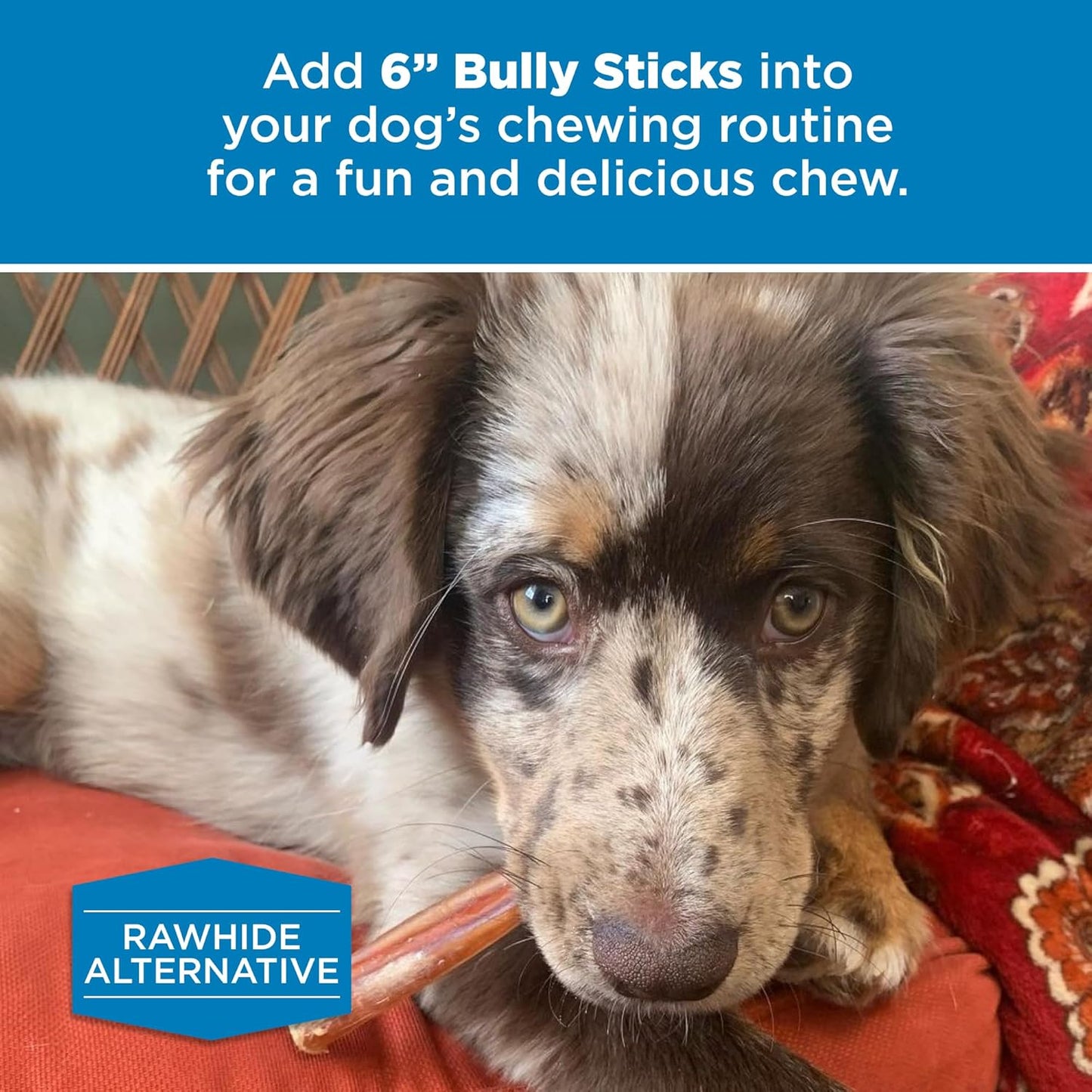 Best Bully Sticks 6 Inch Bully Sticks for Dogs - 50 Count (Pack of 1) - Natural, Easily Digestible, 100% Grass-Fed Beef, Grain and Rawhide Free