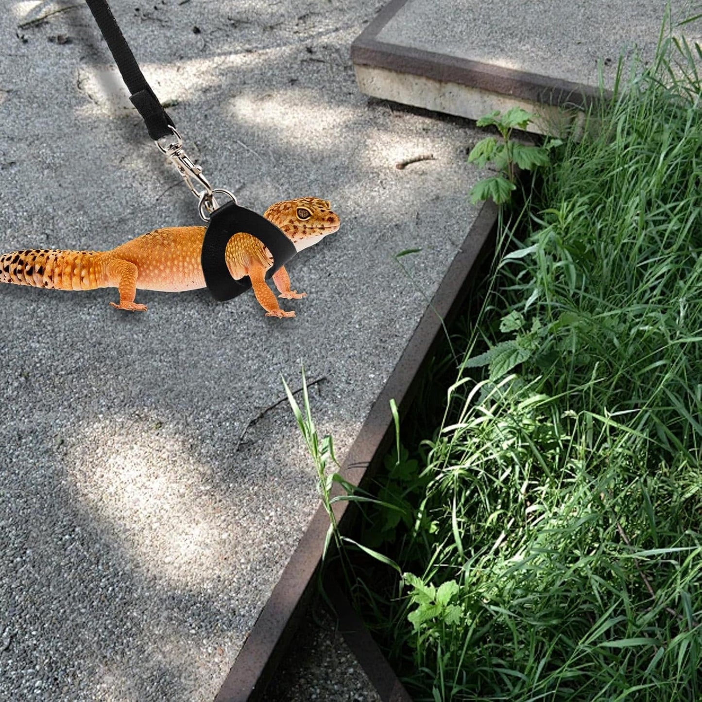 6 Pack Bearded Dragon Leash and Harness Set, Bearded Dragon Accessories, Leash and Harness Set for Gecko, Other Small Animals