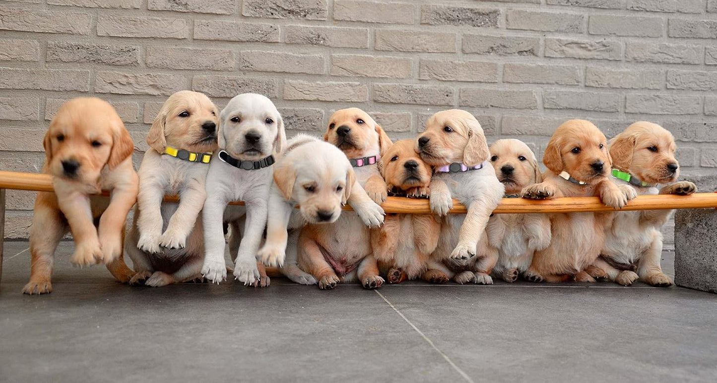 16 PCS Puppy Collars, Safety Buckle Collars for Litter Nylon Adjustable Puppy Collars for Small Puppies, Breakaway Whelping Collars Pet Supplies,Stuff,Accessories(S)