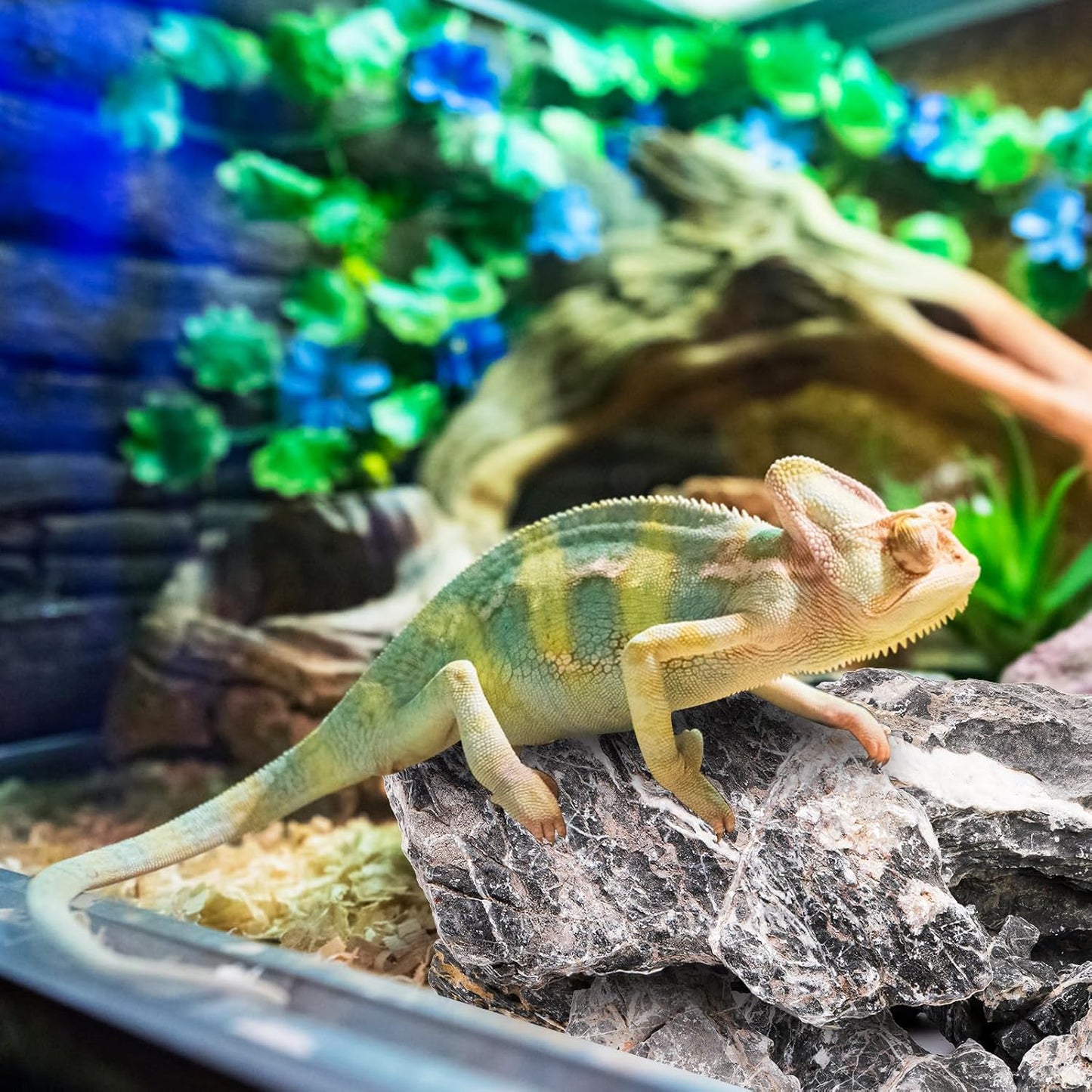 12lb Seiryu Stone, Aquarium Rocks for Terrariums, Paludarium, Vivariums, Reptile, Amphibian Enclosures, Fish Tank Decor for Aquarium Landscaping Models