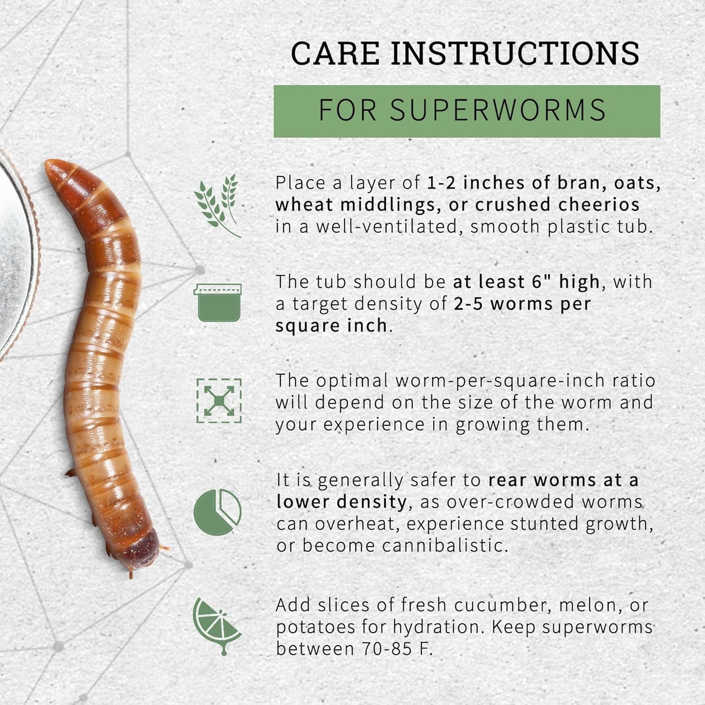 200 Count Live Superworms Large with 2-Day Shipping