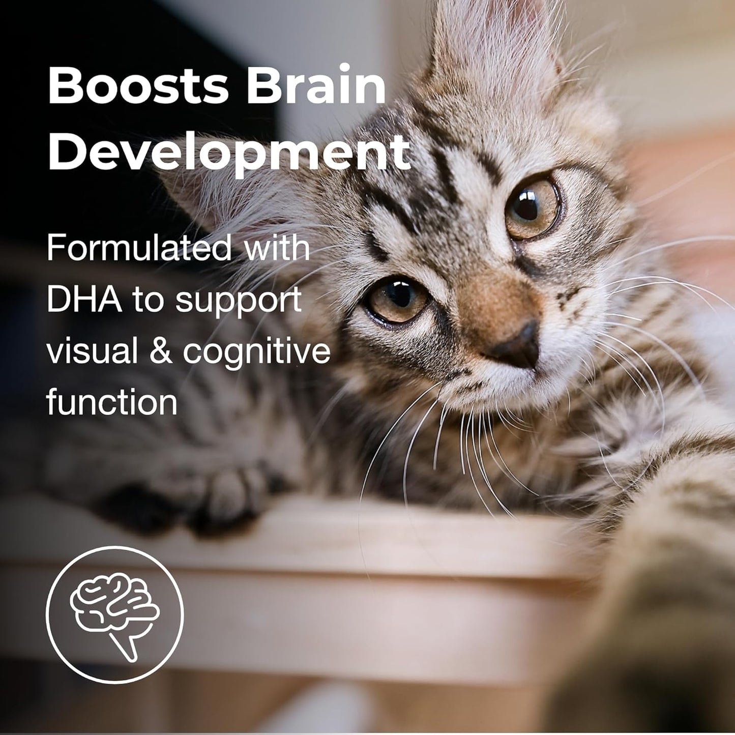 PetAg KMR Kitten Milk Replacer Powder (5 lb) + PetAg KMR 2nd Step Kitten Weaning Food (14 oz)