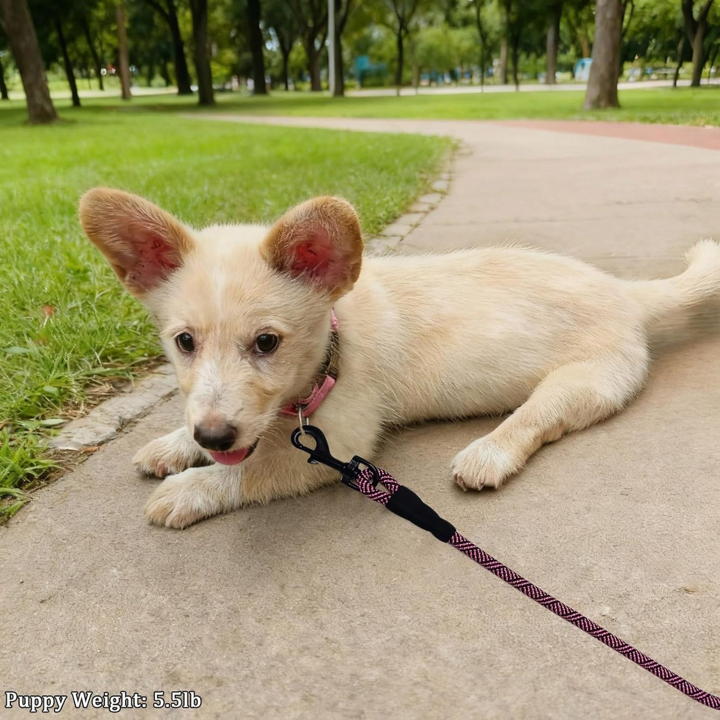 WYuZe 5ft Puppy Leash for Small Dogs (Black Clasp + Silver Clasp)