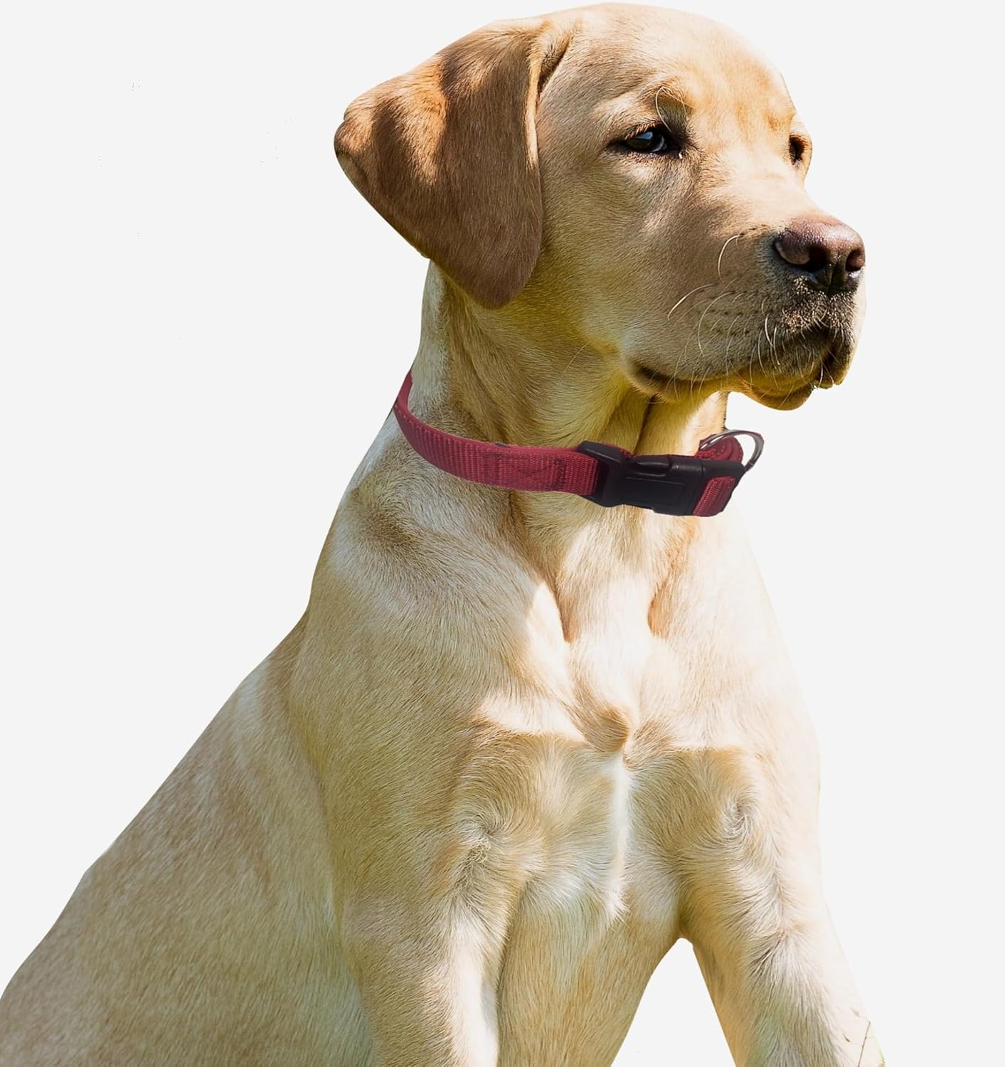 Pet Collar and Leash Set, Padded, Red, Nylon, Includes Bones and Paw Print Bandana