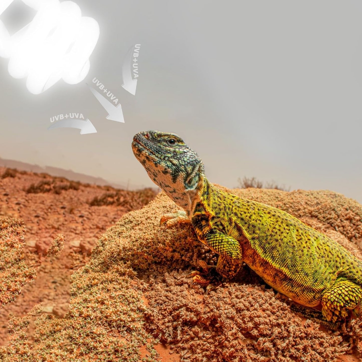 UVB 105.0 Reptile Light 13W, Compact Fluorescent Lamp,Coil UVB Desert Bulb–Lighting for Bearded Dragons, Lizards, Tortoises, Snakes, Geckos, Amphibians & Small Reptile Tanks